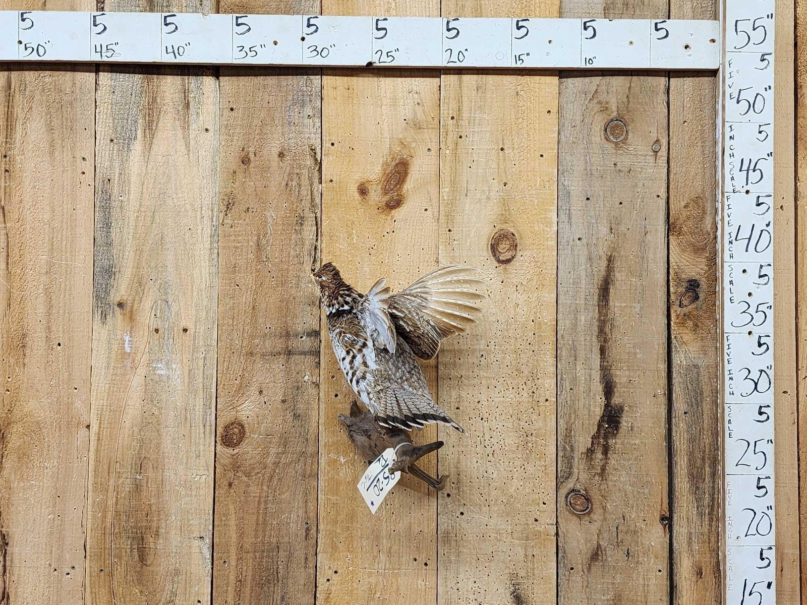 Ruffed Grouse Taking Flight Bird Taxidermy: 85.20 Great look