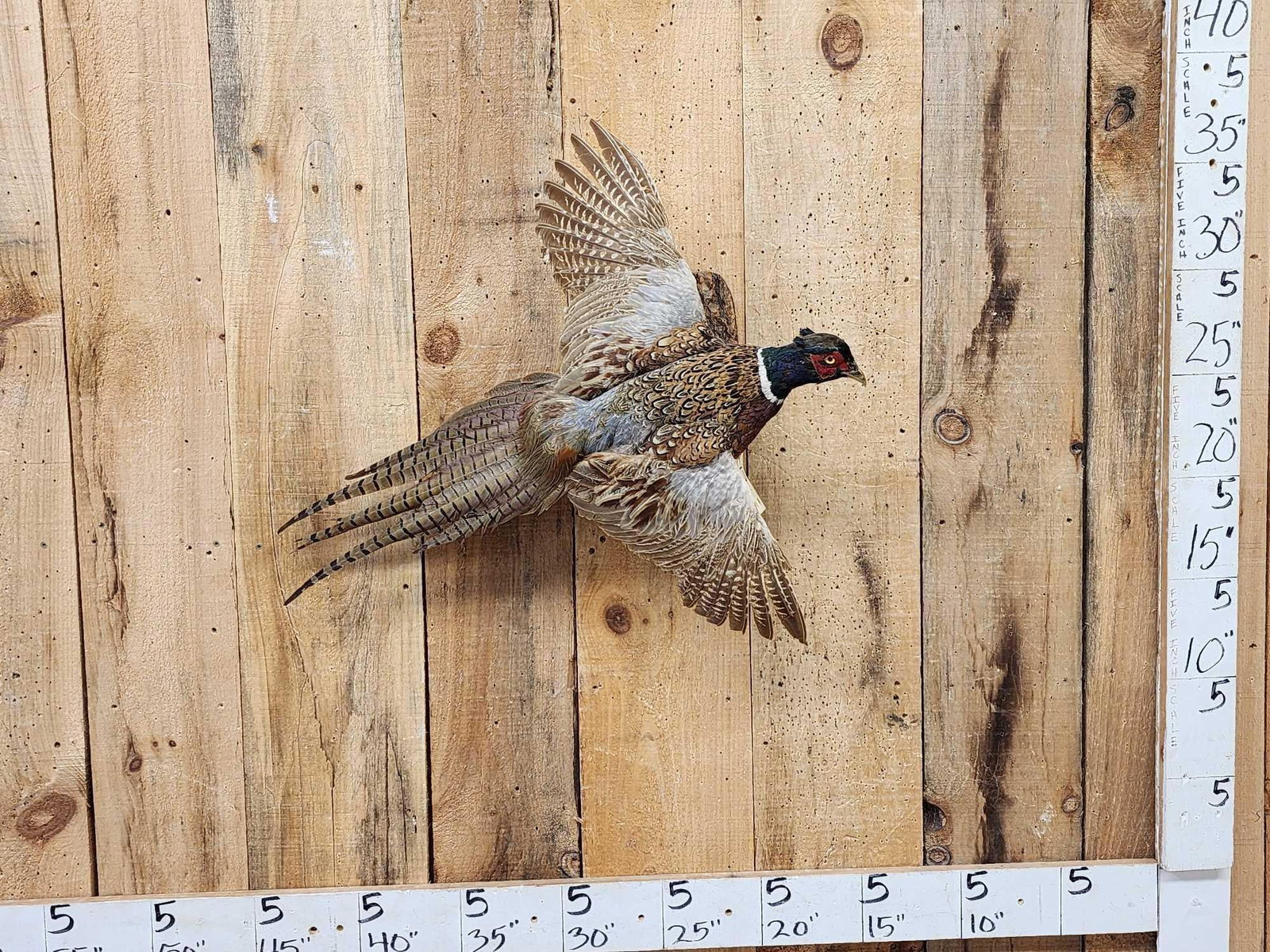 Ringneck Pheasant In Flight Bird Taxidermy (1 of 4)