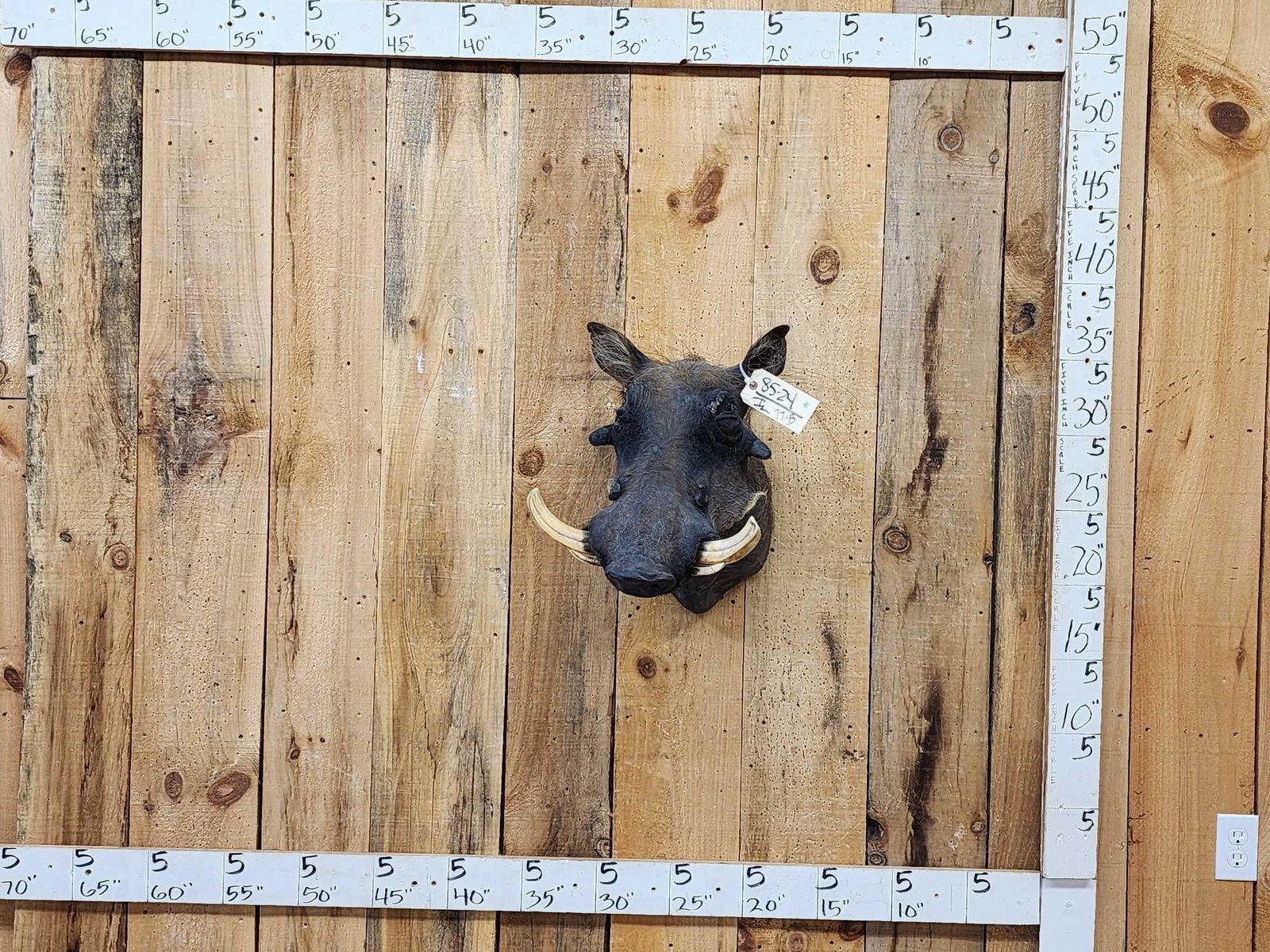 African Warthog Shoulder Mount Taxidermy: 85.24 Great look