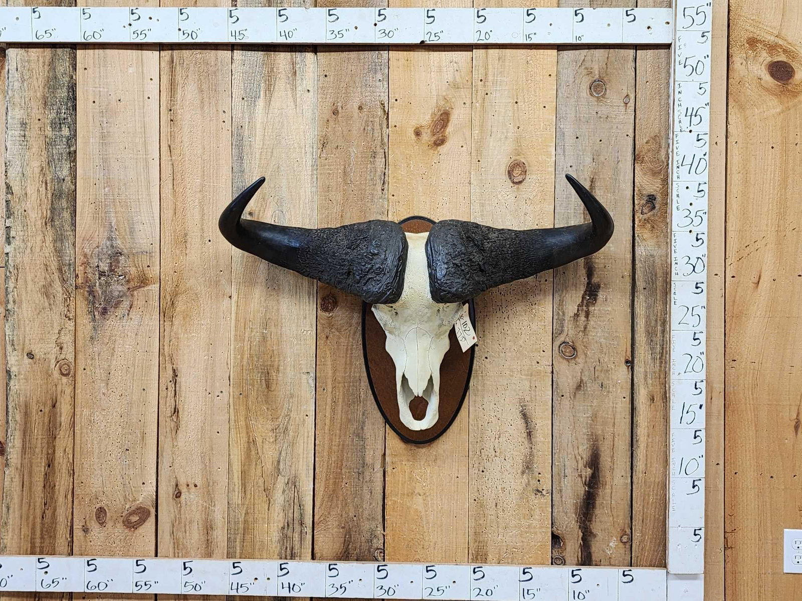 African Cape Buffalo Skull Taxidermy (1 of 4)