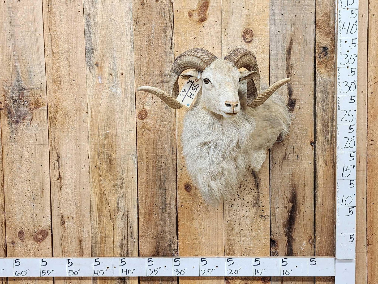 Texas Dall Cross Ram Sheep Shoulder Mount Taxidermy (1 of 4)