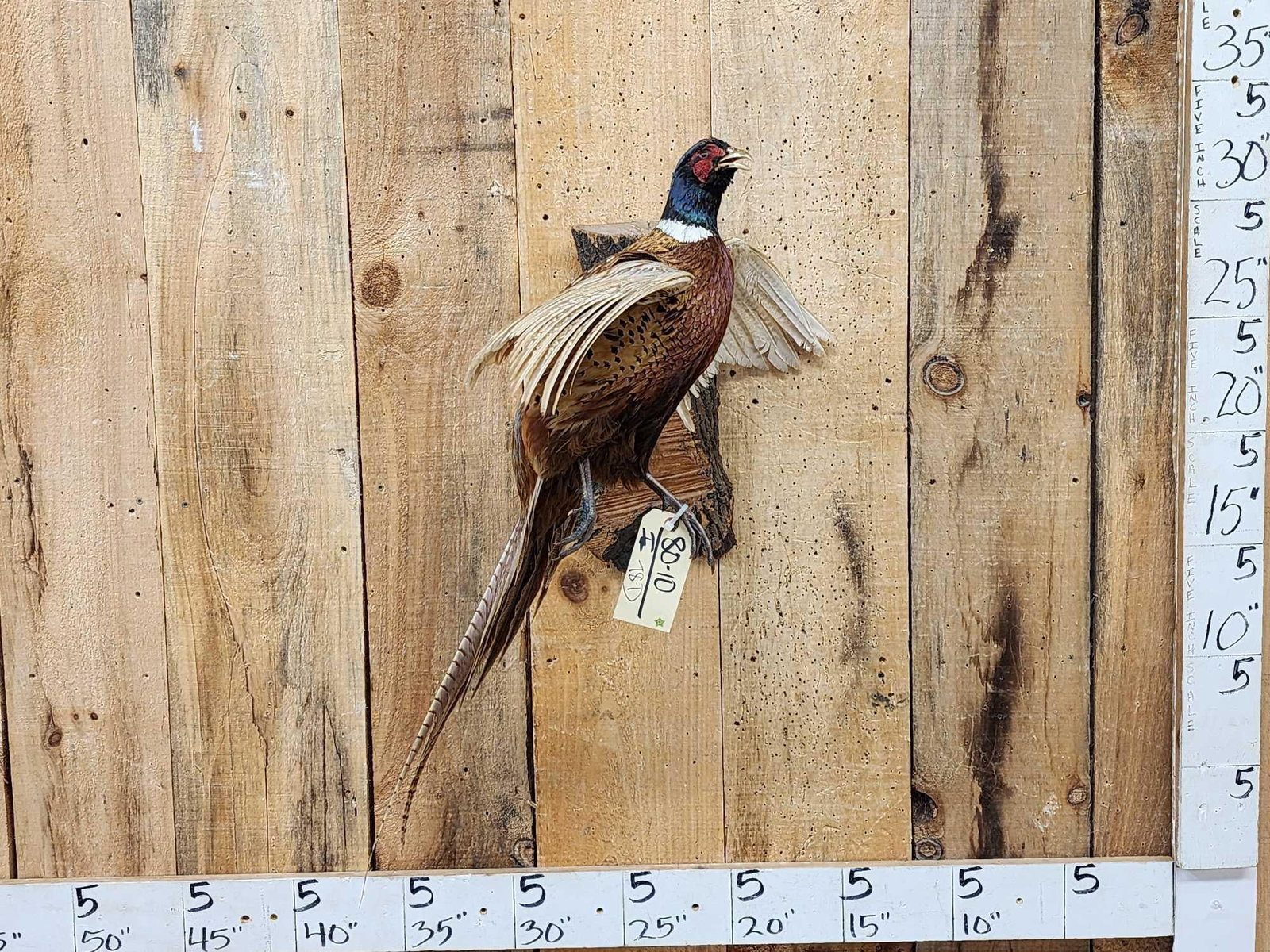 Ringneck Pheasant In Flight Bird Taxidermy: 80.10 Cool mount great pose