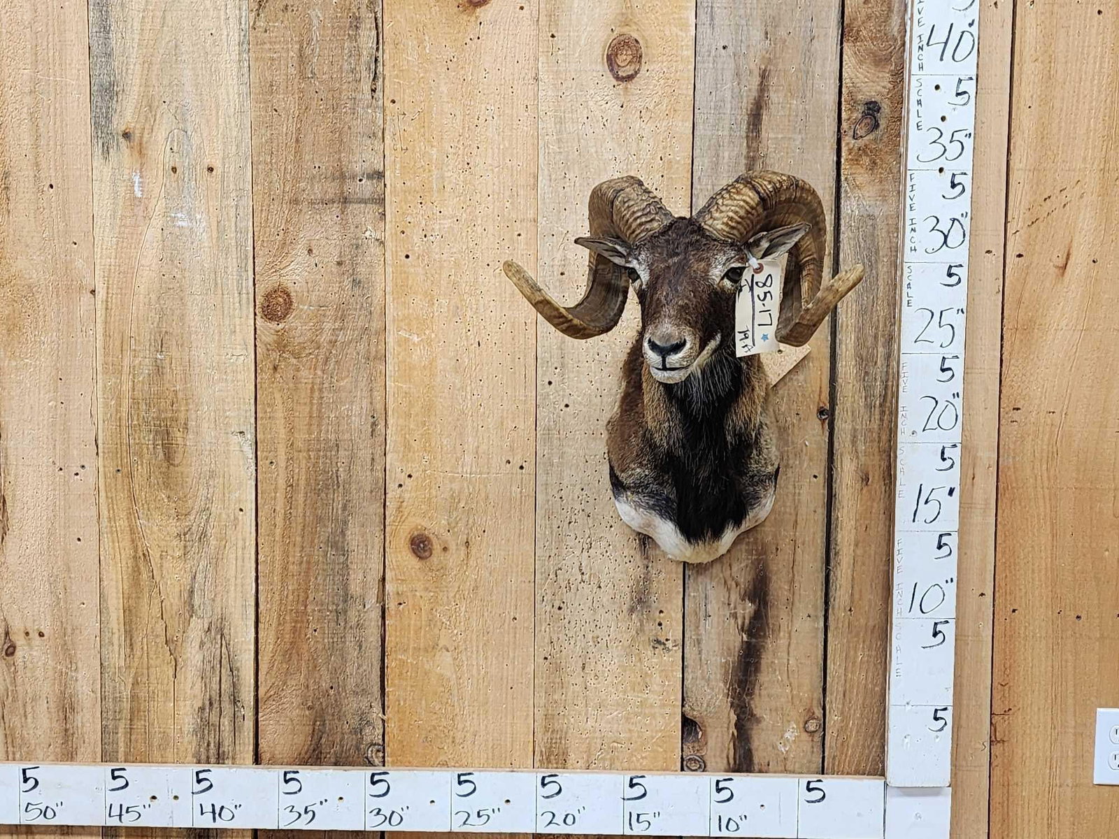 Ram Sheep Shoulder Mount Taxidermy: 85.17 Loud colors full curl horns