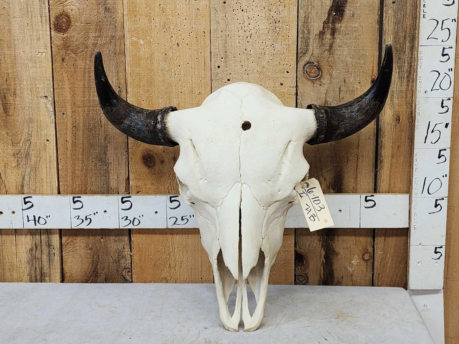 American Bison Buffalo Skull Taxidermy: 6.130 Big bull 26" tip to tip horn spread detachable horns for easy shipping