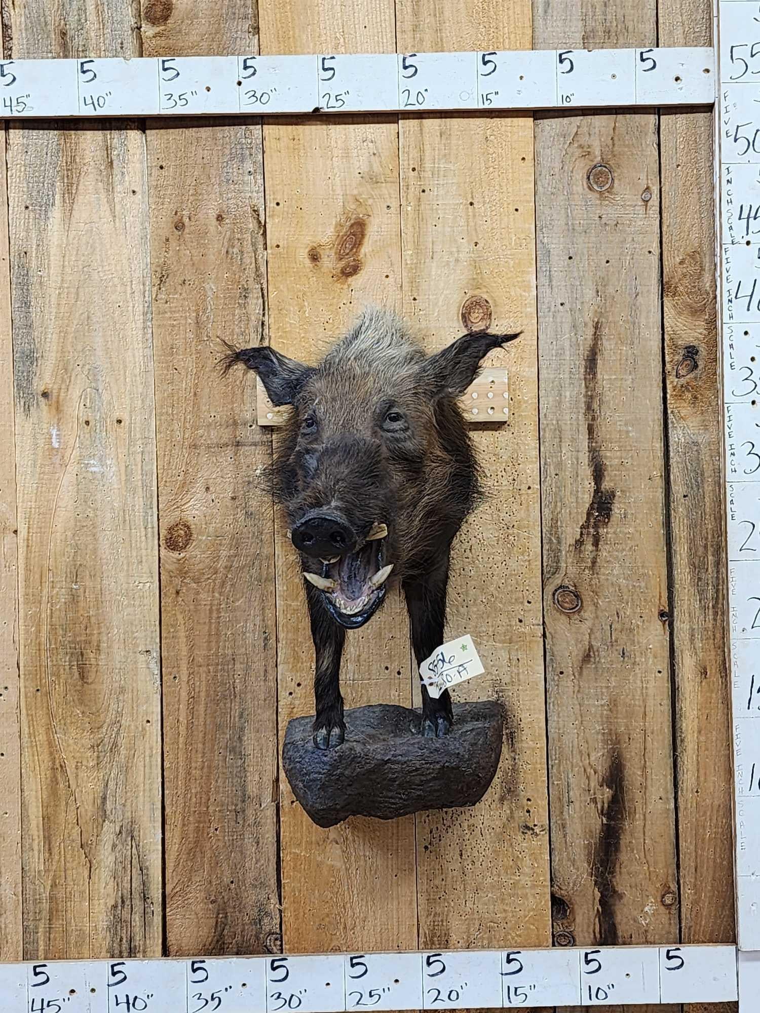 African Bush Pig Half Body Taxidermy Mount: 85.56 Great Oddities Curiosity piece