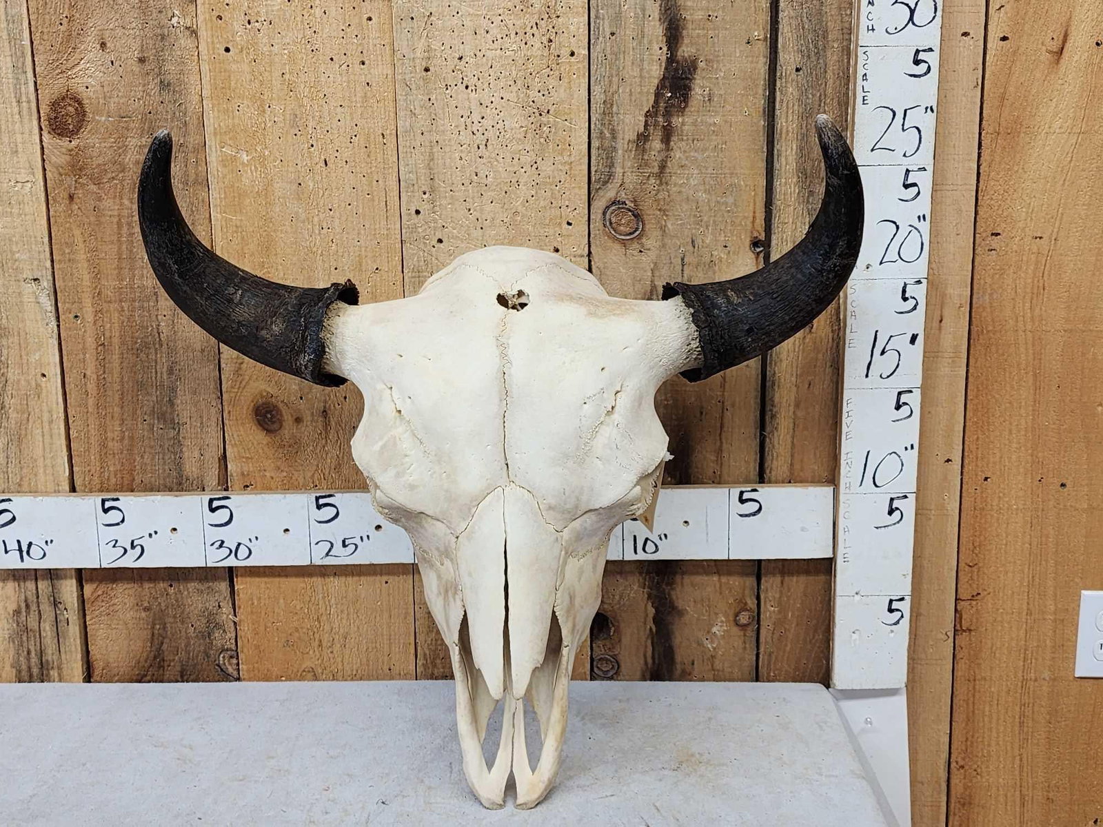 American Bison Buffalo Skull Taxidermy: 6.99 Large herd bull 26" tip to tip horn spread with an overall width over 29" big detachable horns for easy shipping