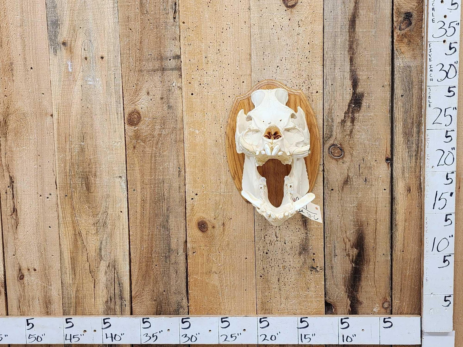 Wild Boar Hog Skull Taxidermy: 97.9 Awesome look great Oddities Curiosity piece