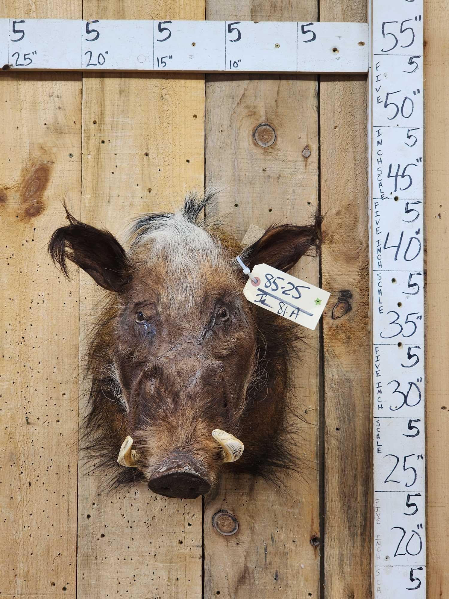 African Bush Pig Shoulder Mount Taxidermy: 85.25 Great Oddities Curiosity piece