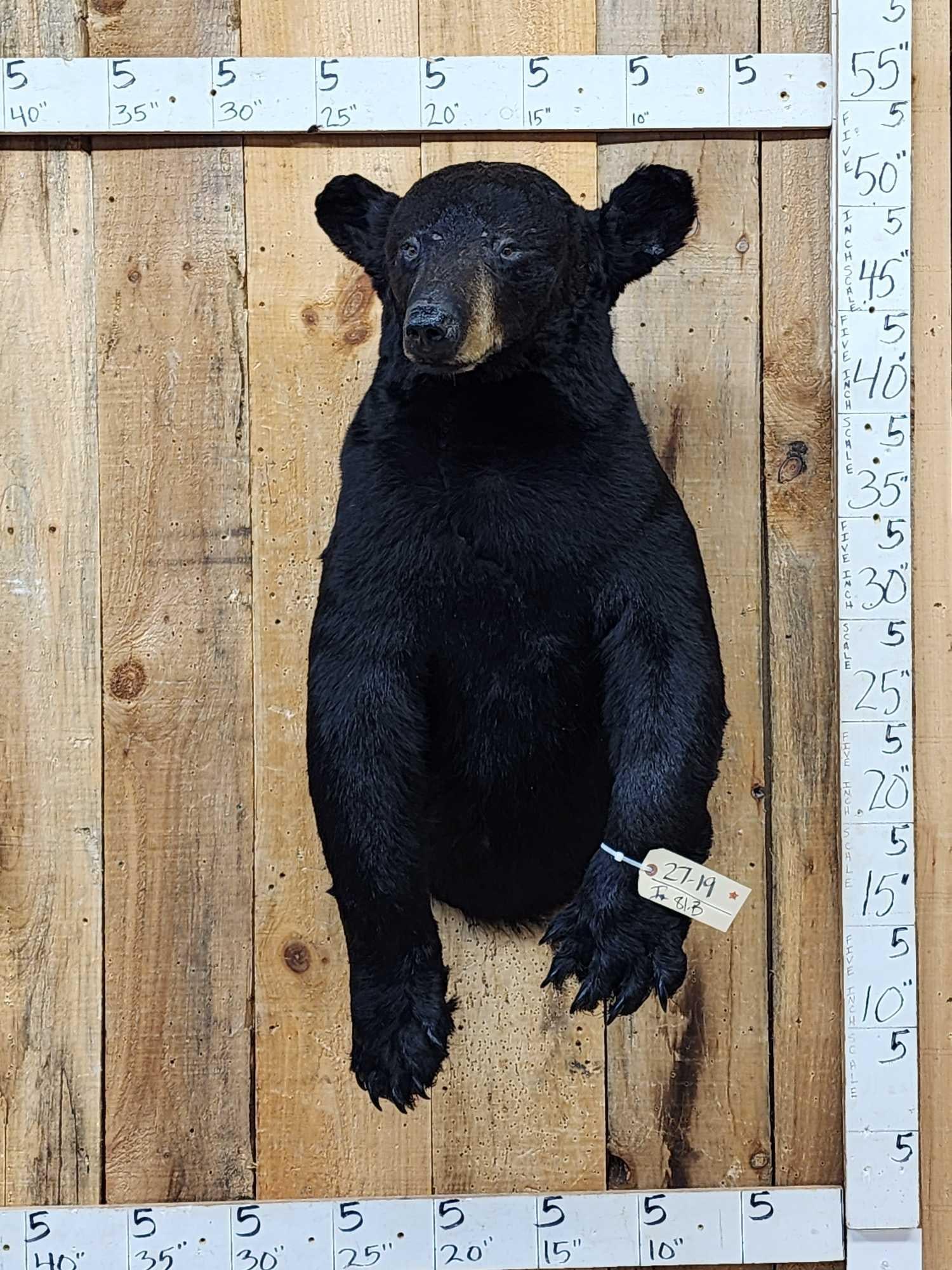 Black Bear Half Body Taxidermy Mount (1 of 5)