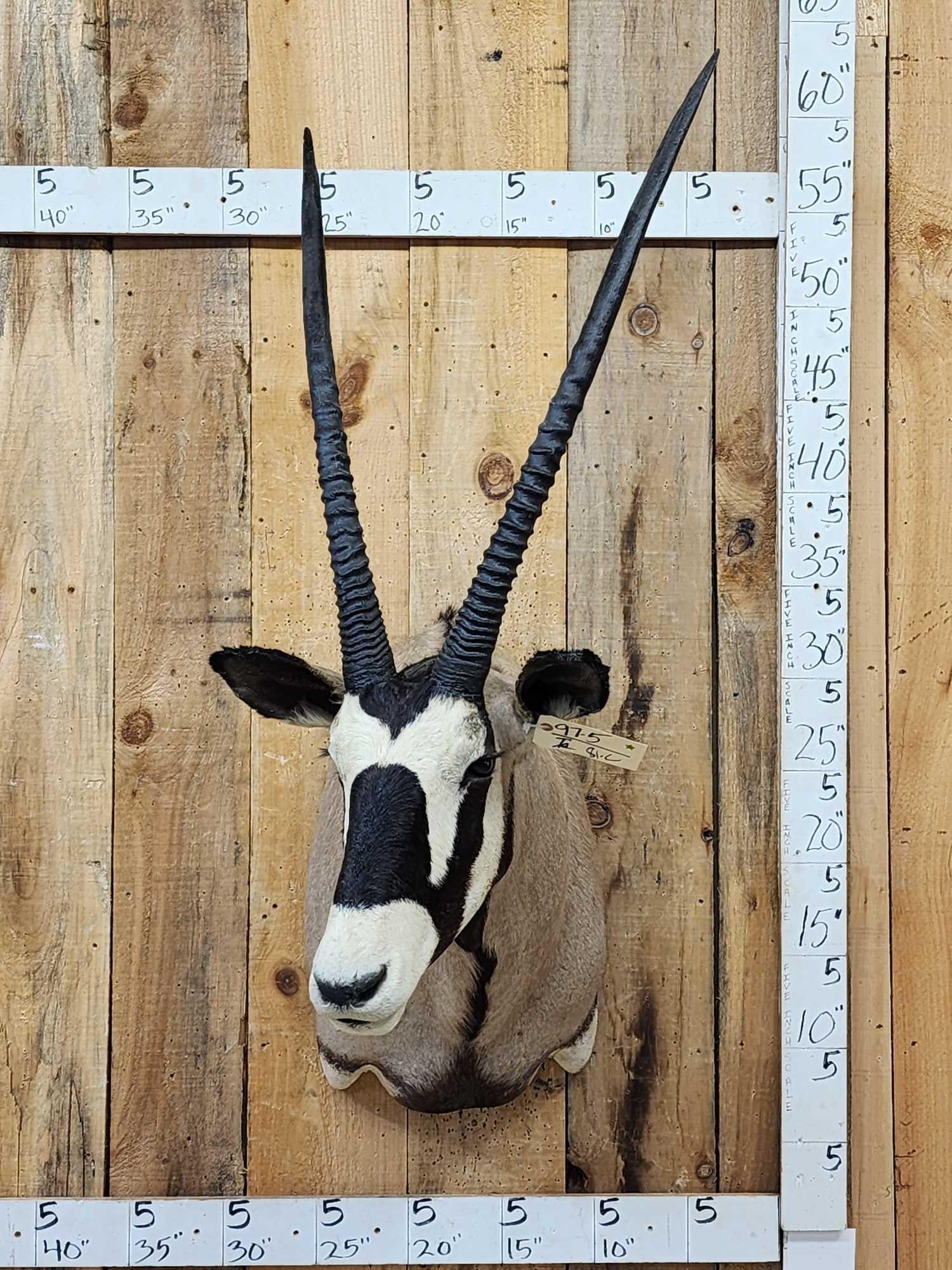 African Gemsbok Shoulder Mount Taxidermy (1 of 5)