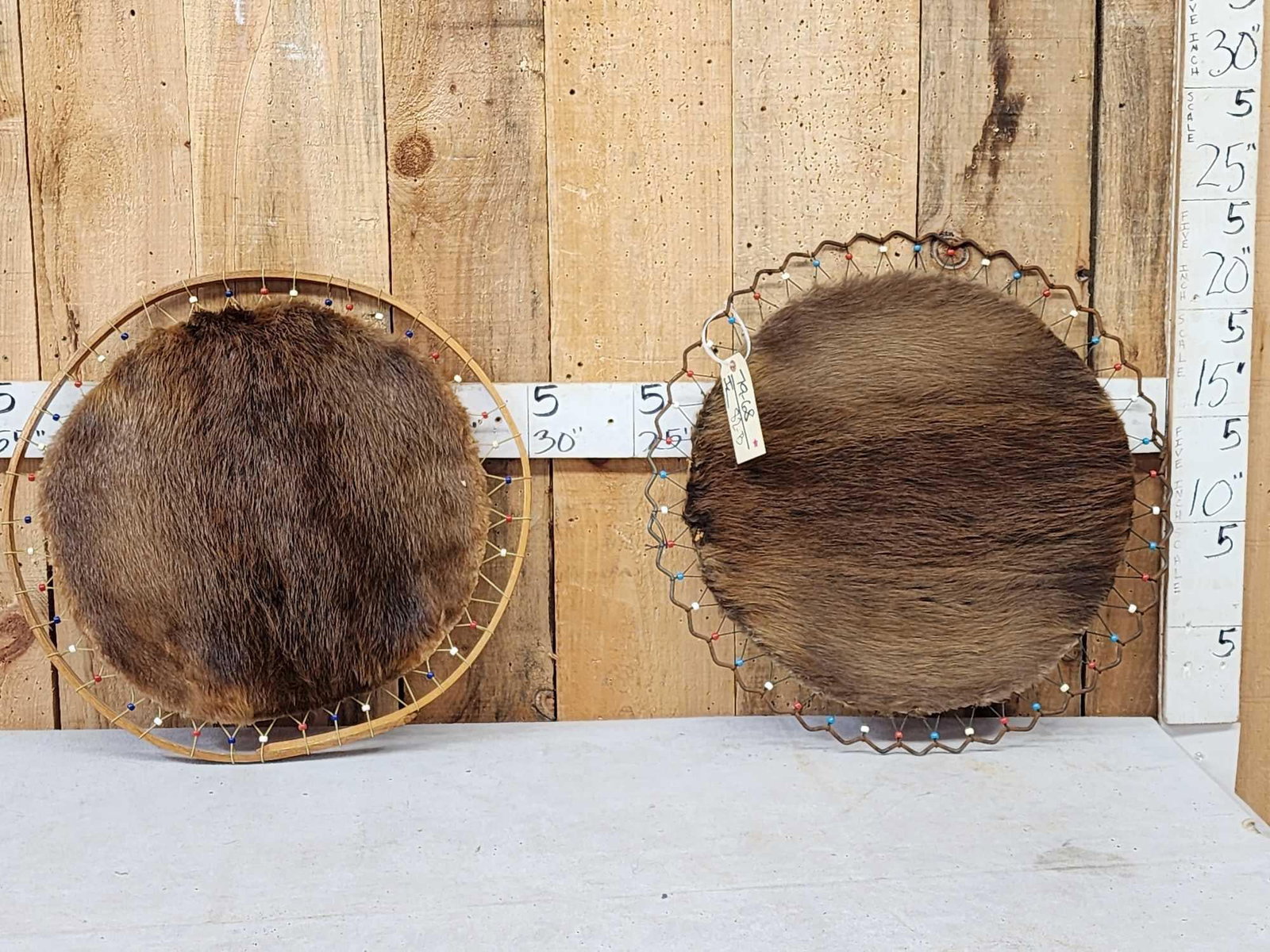 Two Beaver Hoops Taxidermy (1 of 4)
