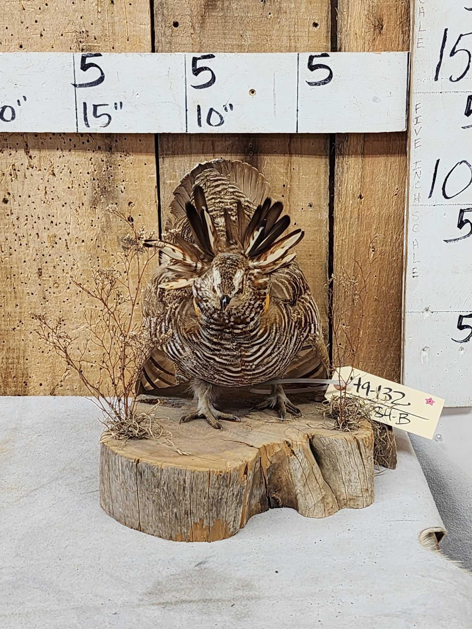 Strutting Prairie Chicken Full Body Bird Taxidermy (1 of 5)