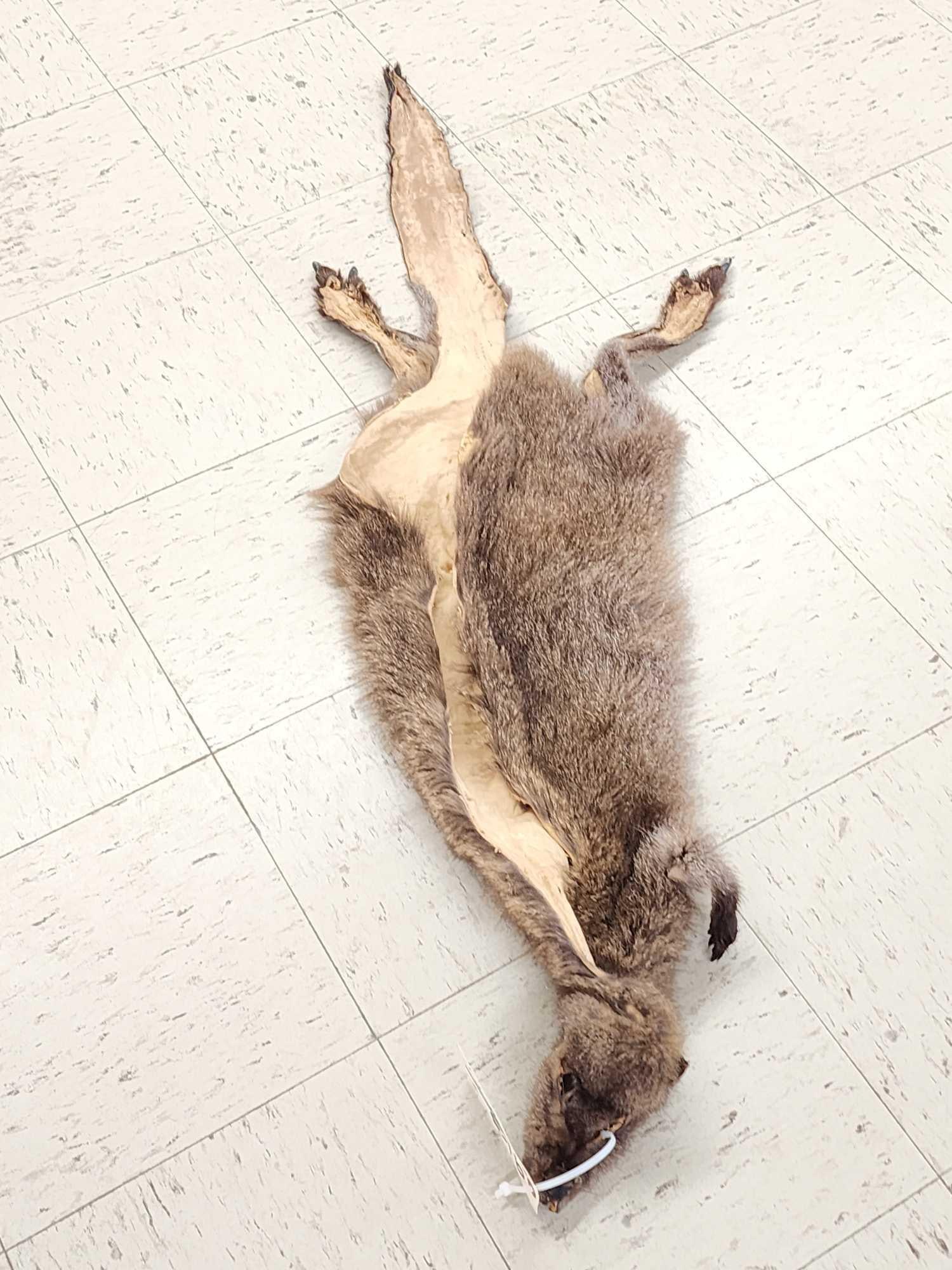 Wallaby Soft Tanned Fur Taxidermy: 91.3 Dorsal skinned for Taxidermy possibly mountable