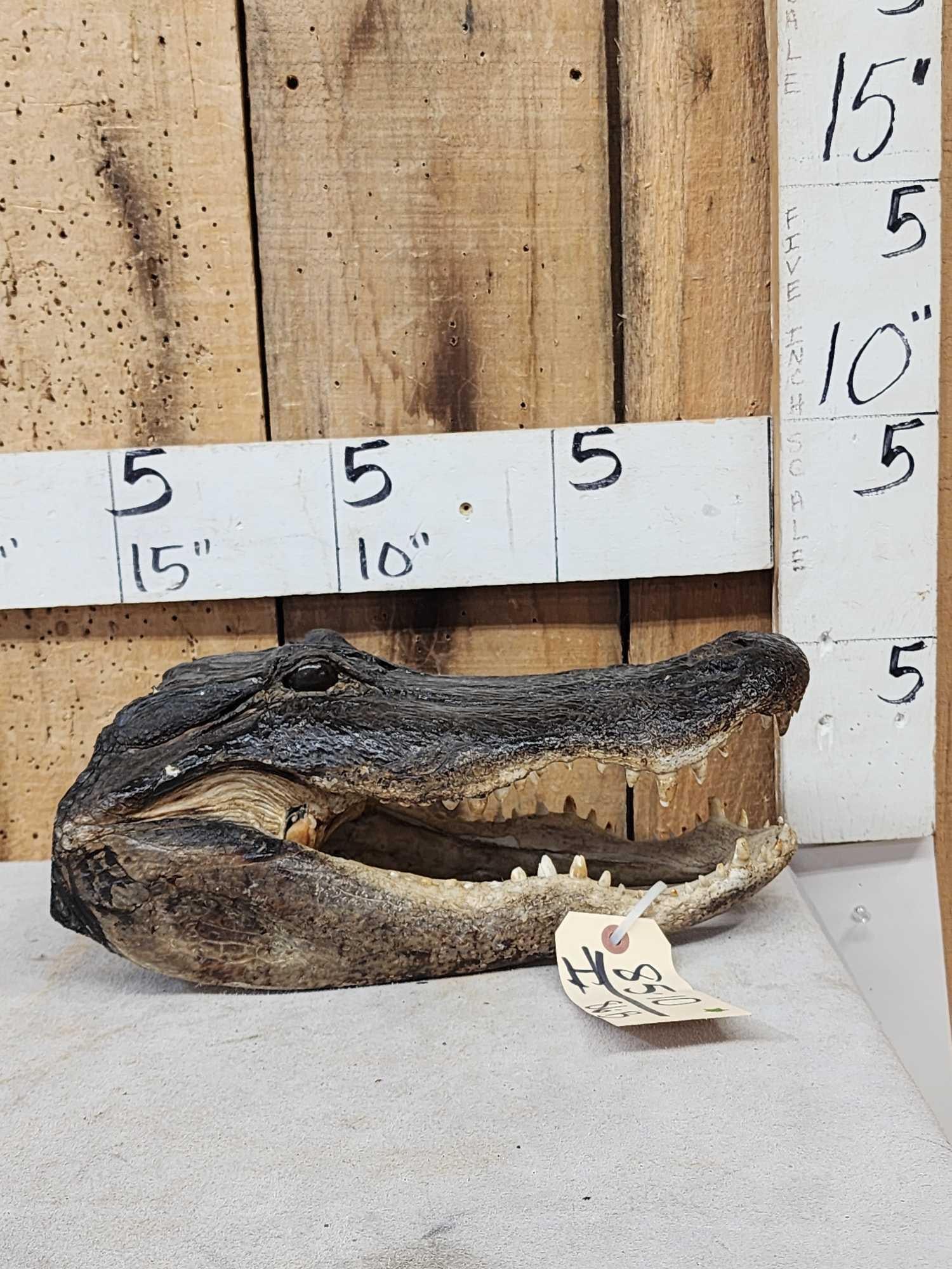 14" Alligator Head Taxidermy: 85.10 Great look