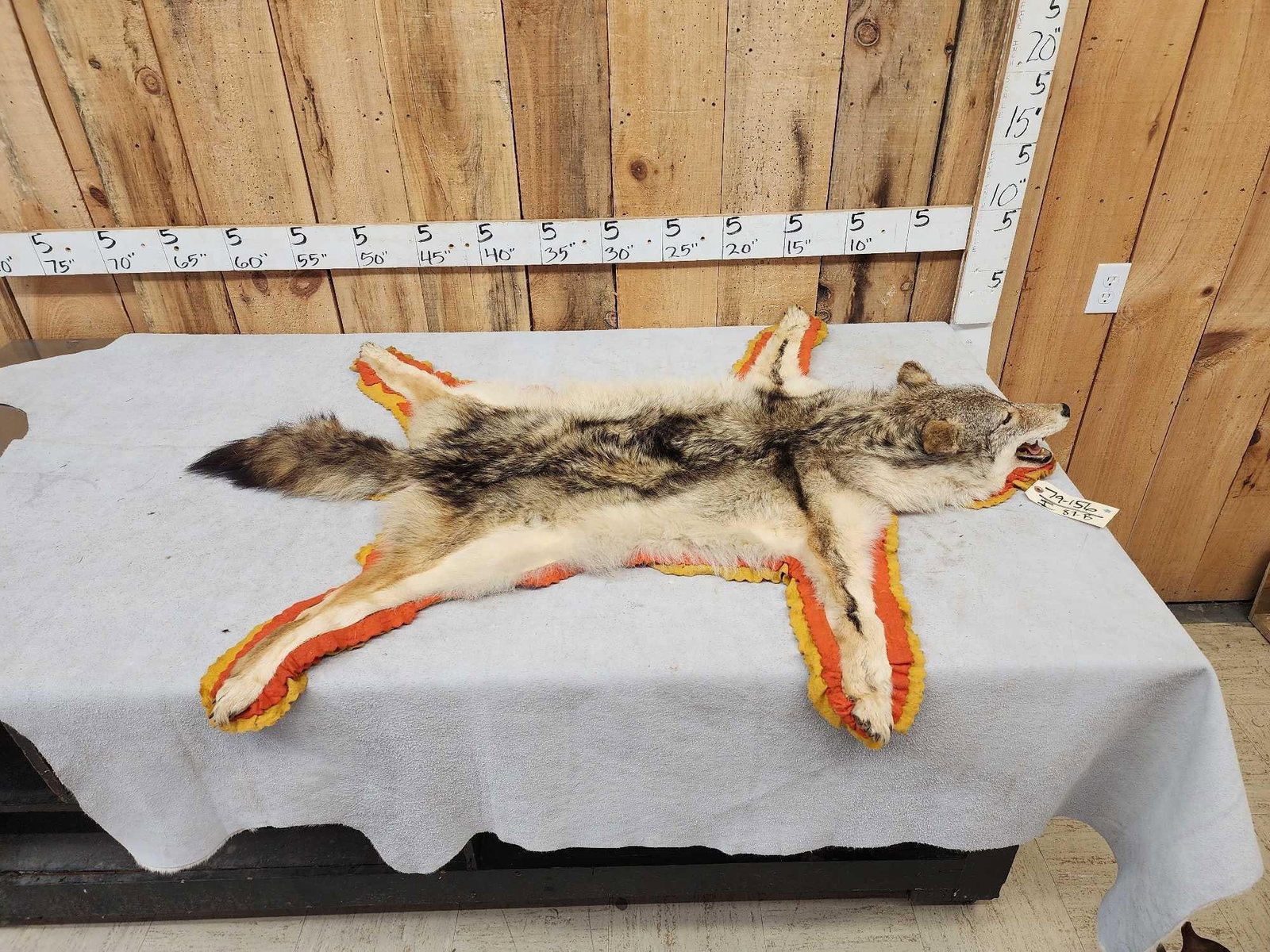 Coyote Rug Taxidermy (1 of 7)