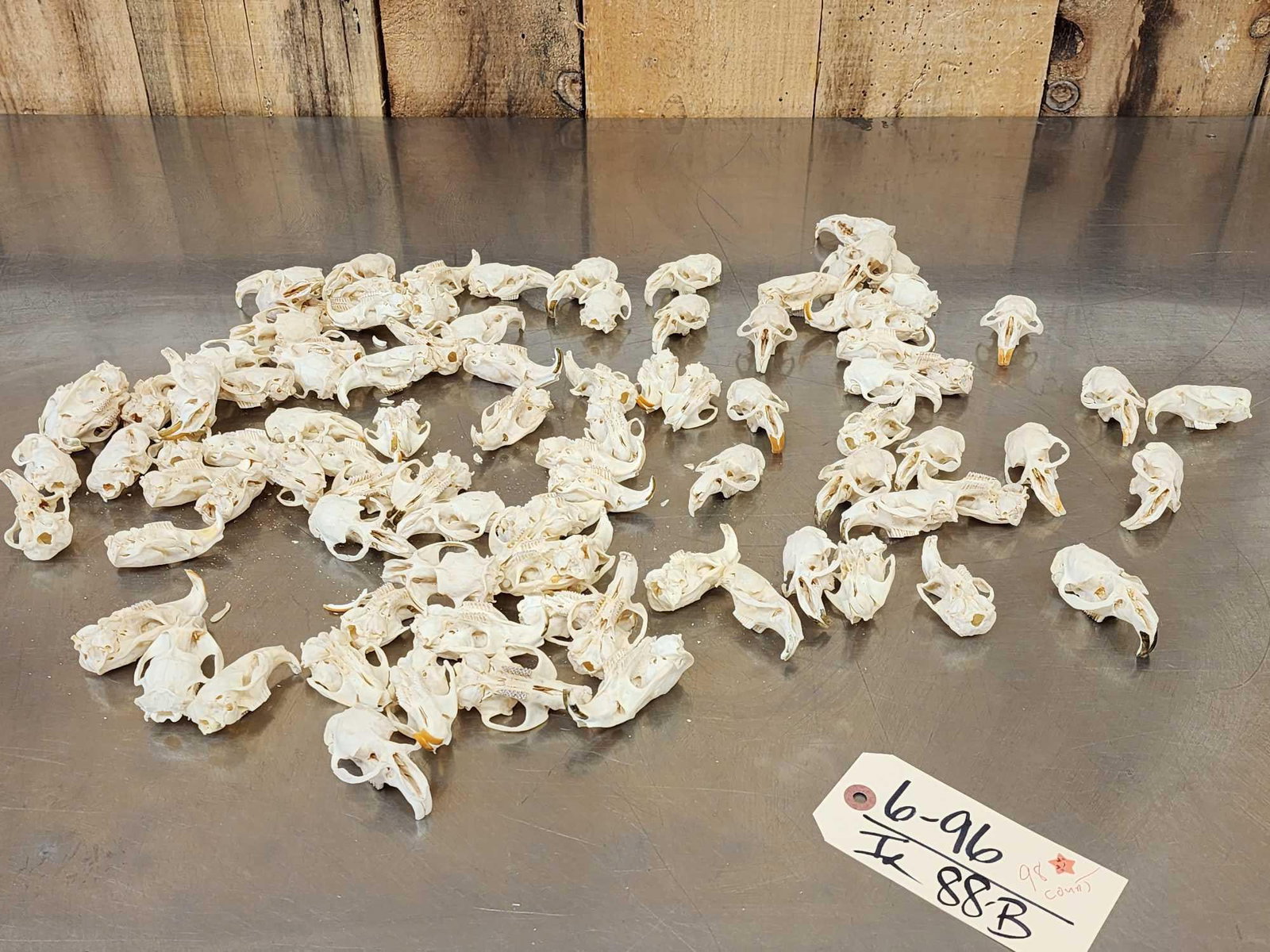 98 Muskrat Skull Taxidermy (1 of 4)