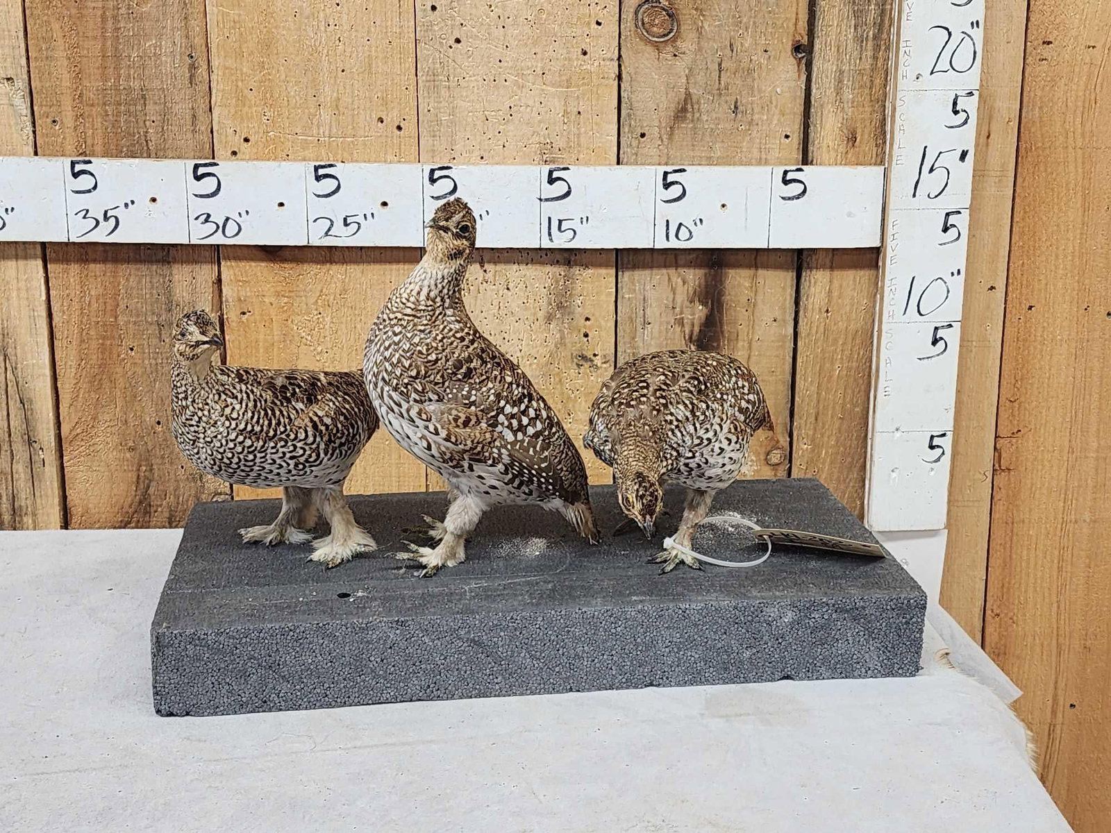 Trio Of Sharp Tail Grouse Bird Taxidermy: 49.202 Solid mounts on temporary base put them anywhere in your display