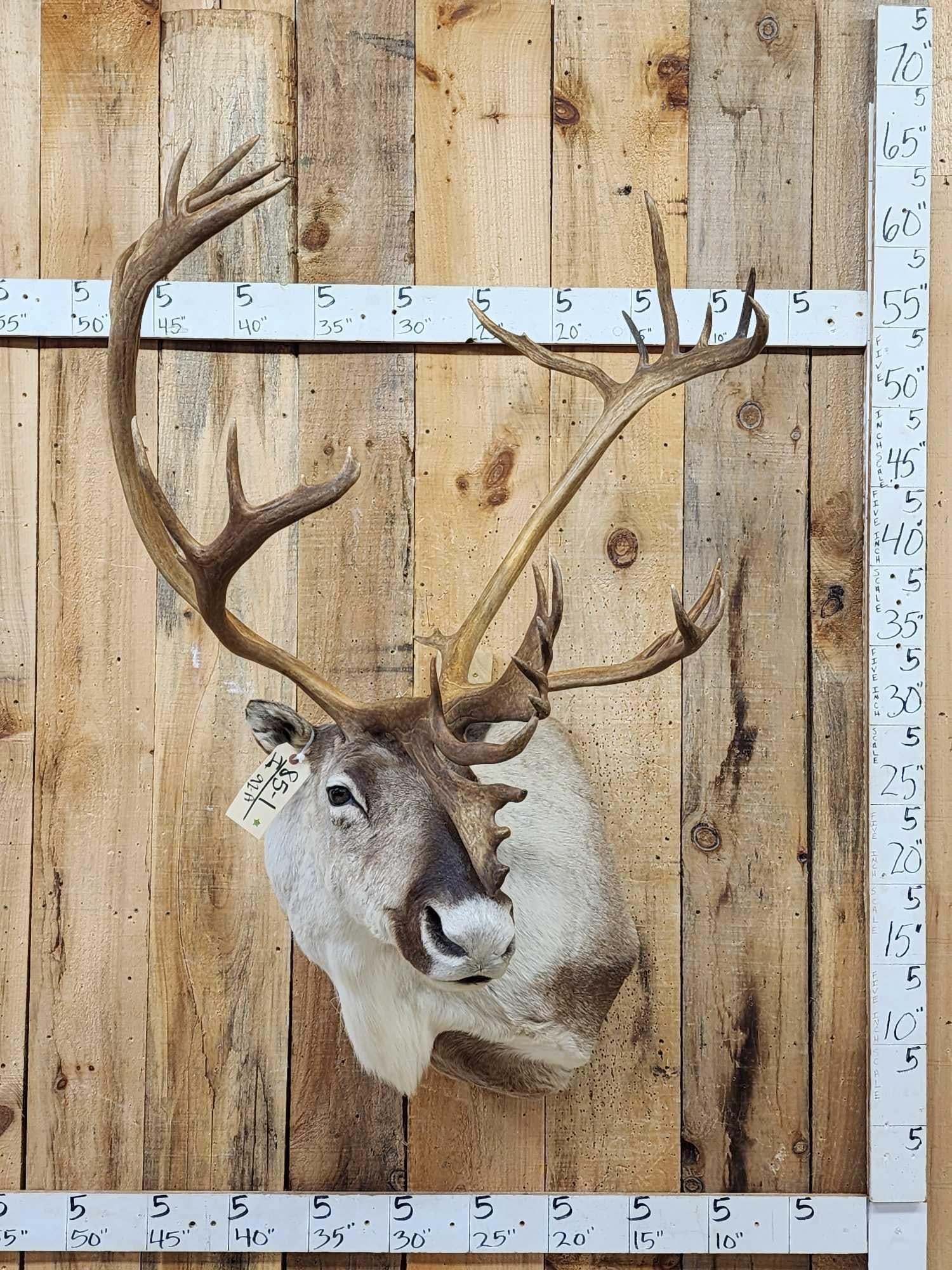 Caribou Shoulder Mount Taxidermy (1 of 5)