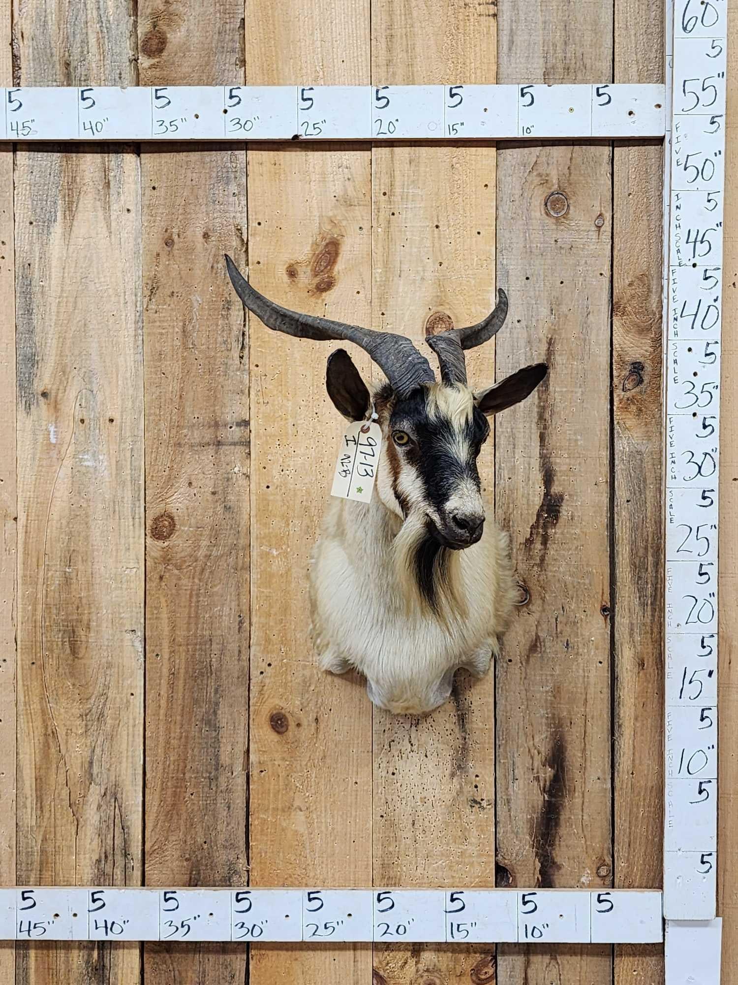 Feral Goat Shoulder Mount Taxidermy: 97.13 Solid mount good colors Oddities Curiosity piece