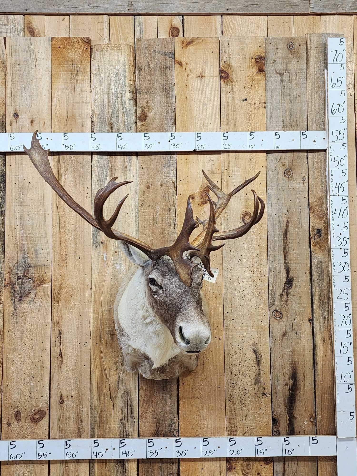 Caribou Shoulder Mount Taxidermy (1 of 4)