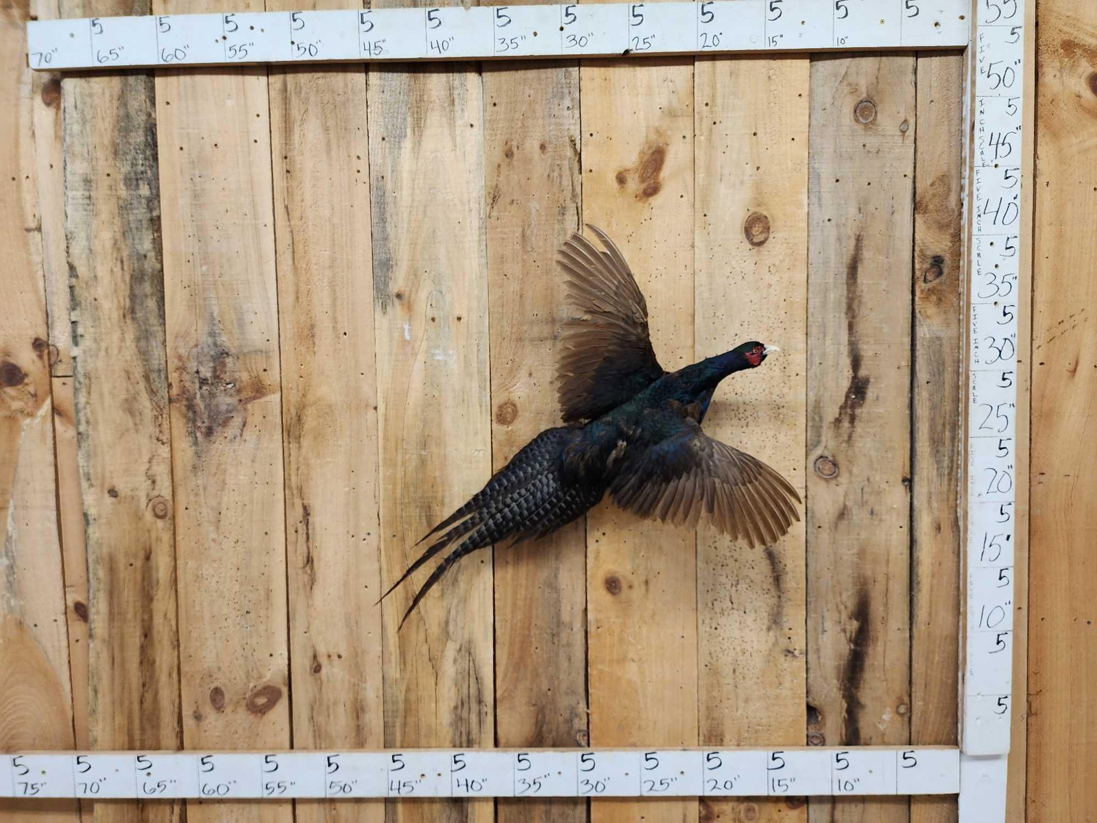 Color Phase Ringneck Pheasant In Flight Bird Taxidermy: 80.4 Unusual colors