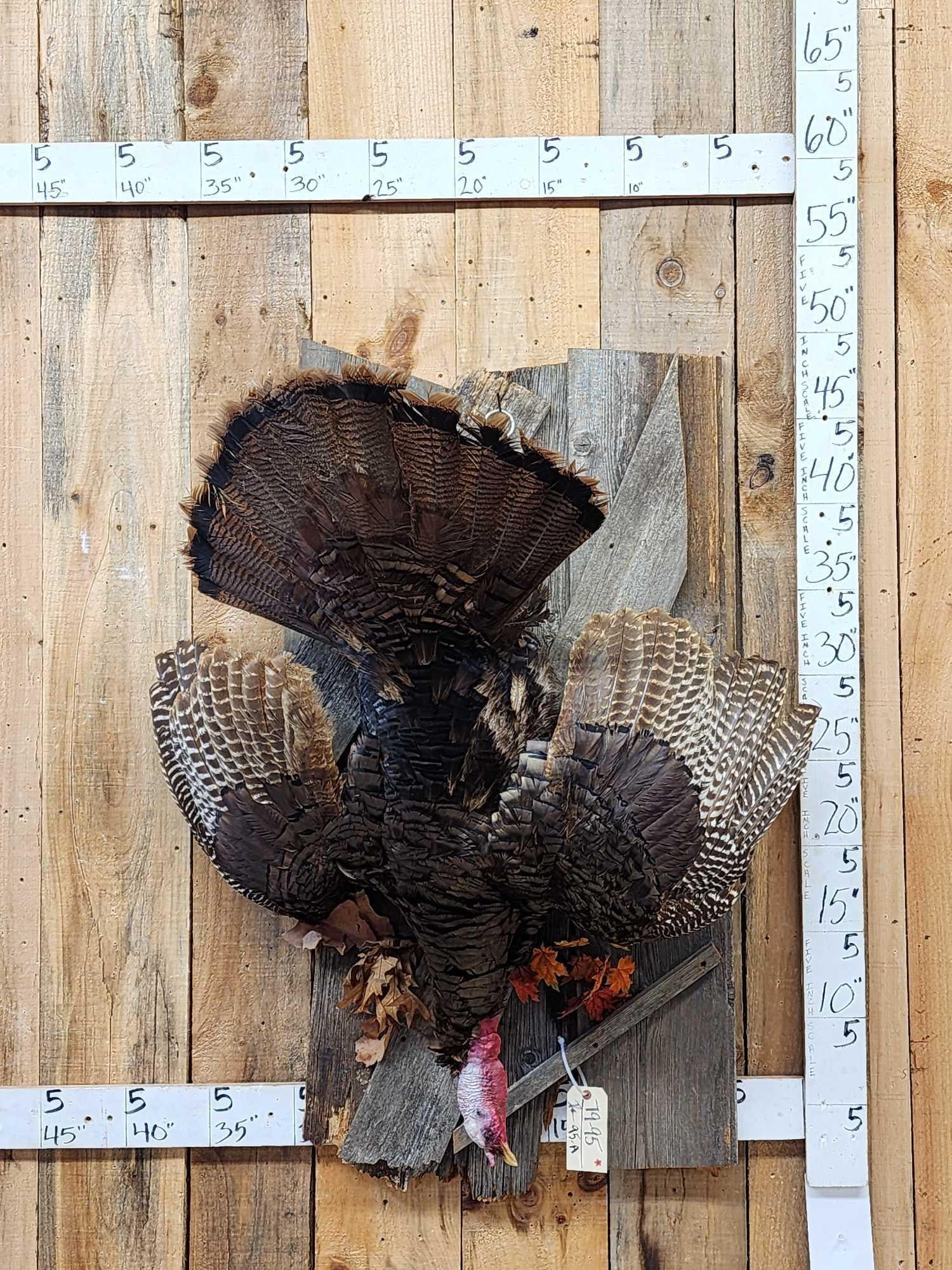 Turkey Harvest Mount Bird Taxidermy (1 of 5)