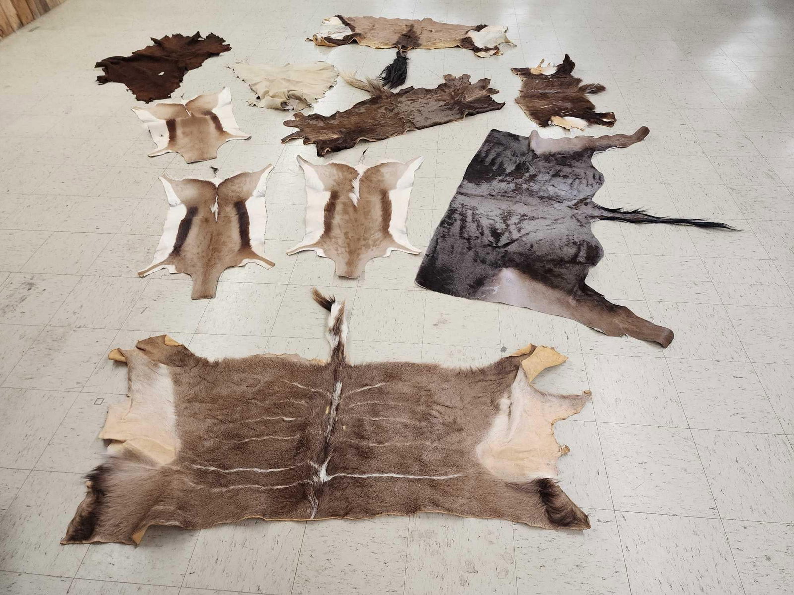 African Tanned Skins Lot Taxidermy (1 of 9)