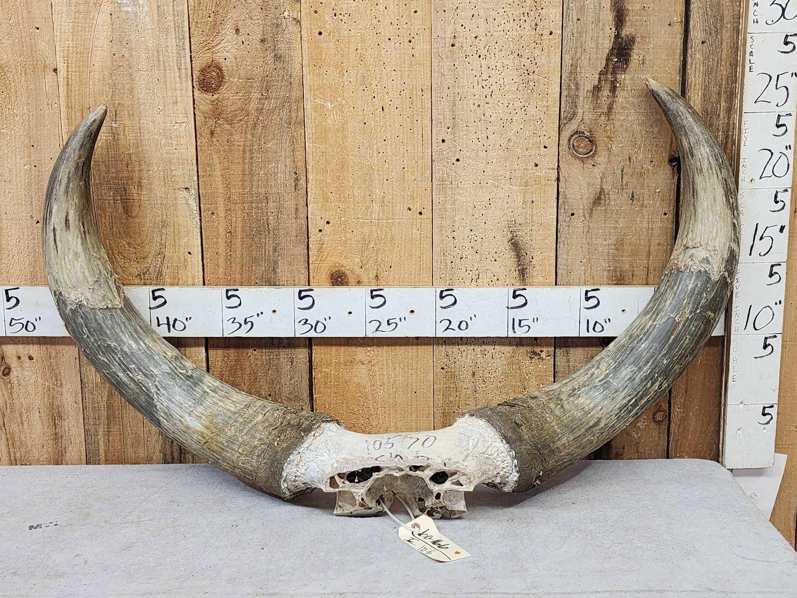 Giant Set Of Watusi Horns On Skull Plate Taxidermy: 60.166 Impressive set over 45" outside spread heavy girth