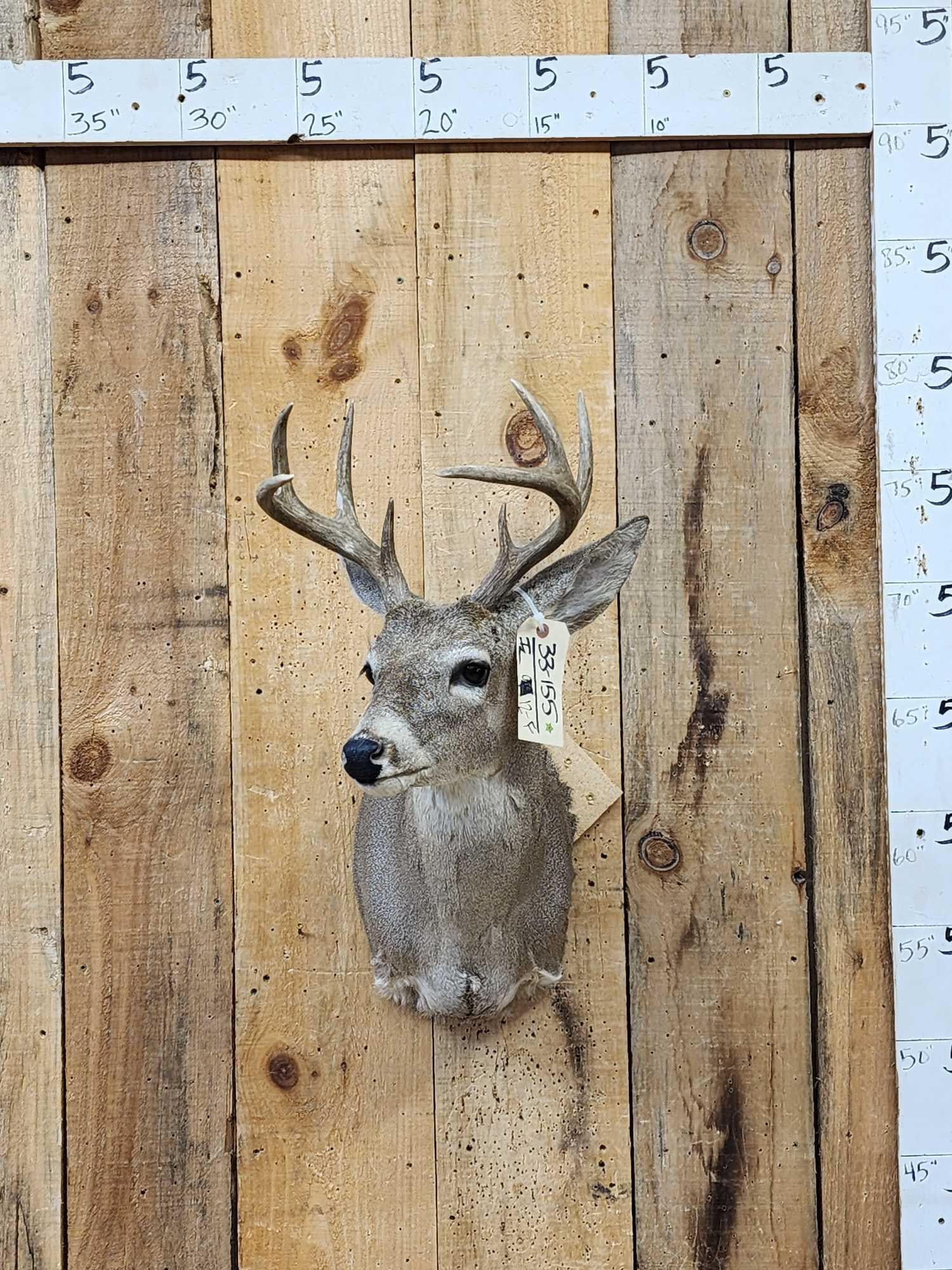 Rare Coues Deer Shoulder Mount Taxidermy: 33.155 Nice clean mount great accent piece for smaller spaces