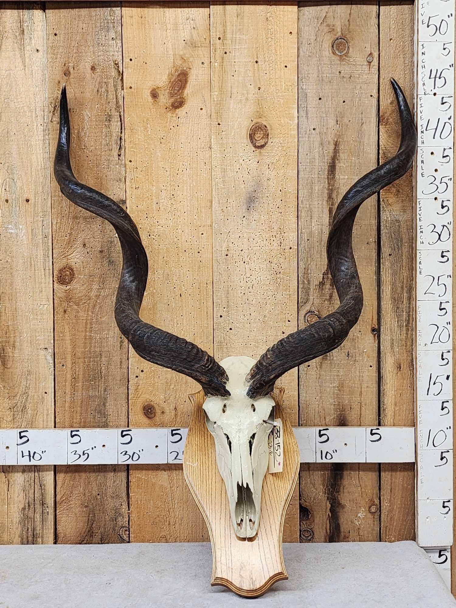African Kudu Skull On Plaque Taxidermy (1 of 3)