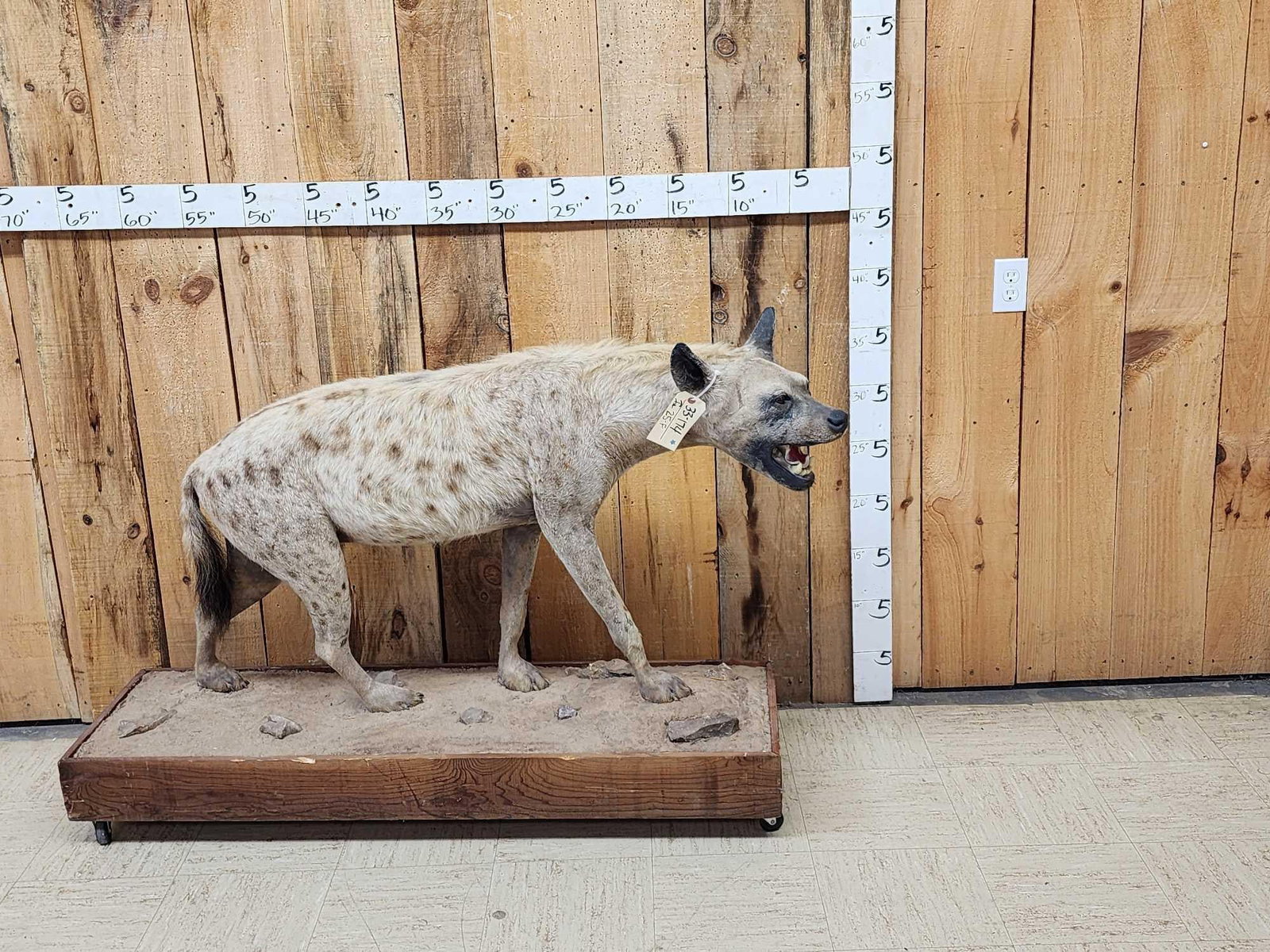 African Spotted Hyena Full Body Taxidermy Mount: 33.147 Cool vintage mount Huge head on roll around habitat base