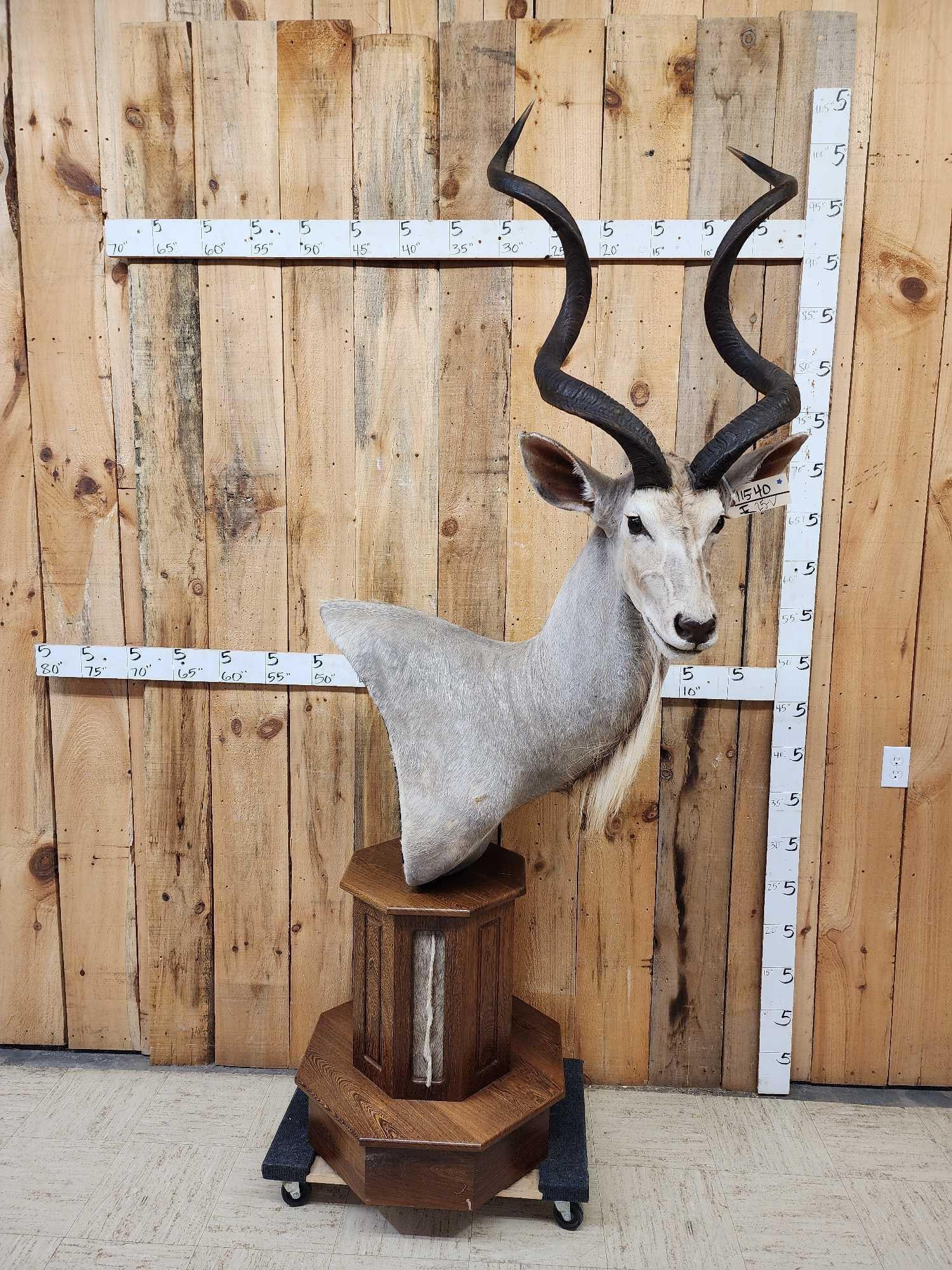 African Kudu Pedestal Taxidermy Mount: 115.40 Solid mount big detachable horns on Pedestal trimmed with Kudu skin mount comes apart for easy transport