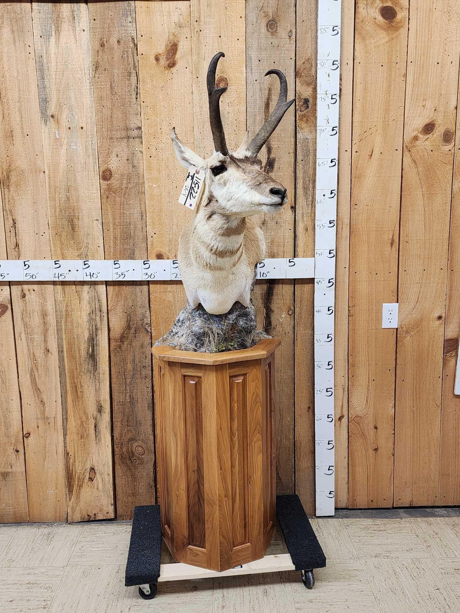 Pronghorn Antelope Antelope Pedestal Taxidermy Mount: 115.22 Awesome look big horns very well done Pedestal