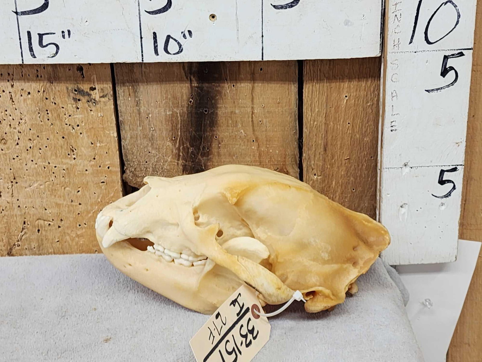 Black Bear Skull Taxidermy: 33.151 Nice Skull natural color