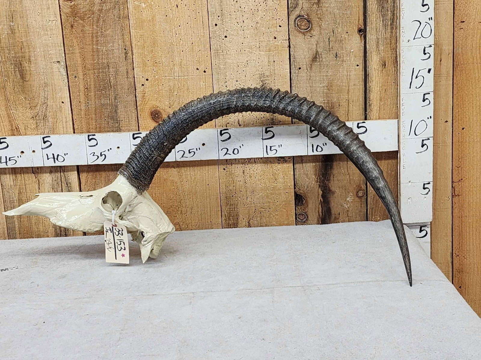 African Sable Antelope Skull Taxidermy: 33.153 Big horns over 41" 42"