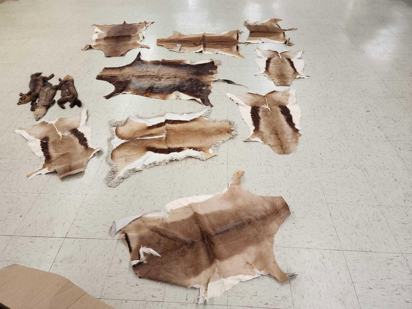 African Tanned Skins Lot (1 of 5)