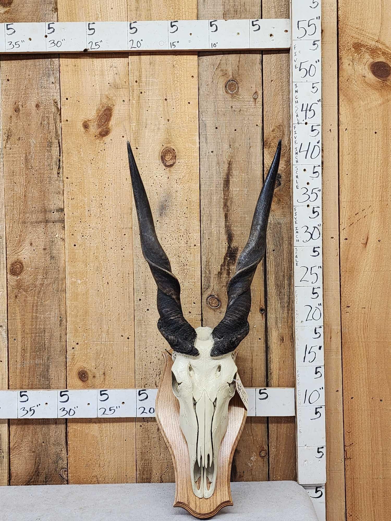 African Eland Skull On Plaque Taxidermy (1 of 3)
