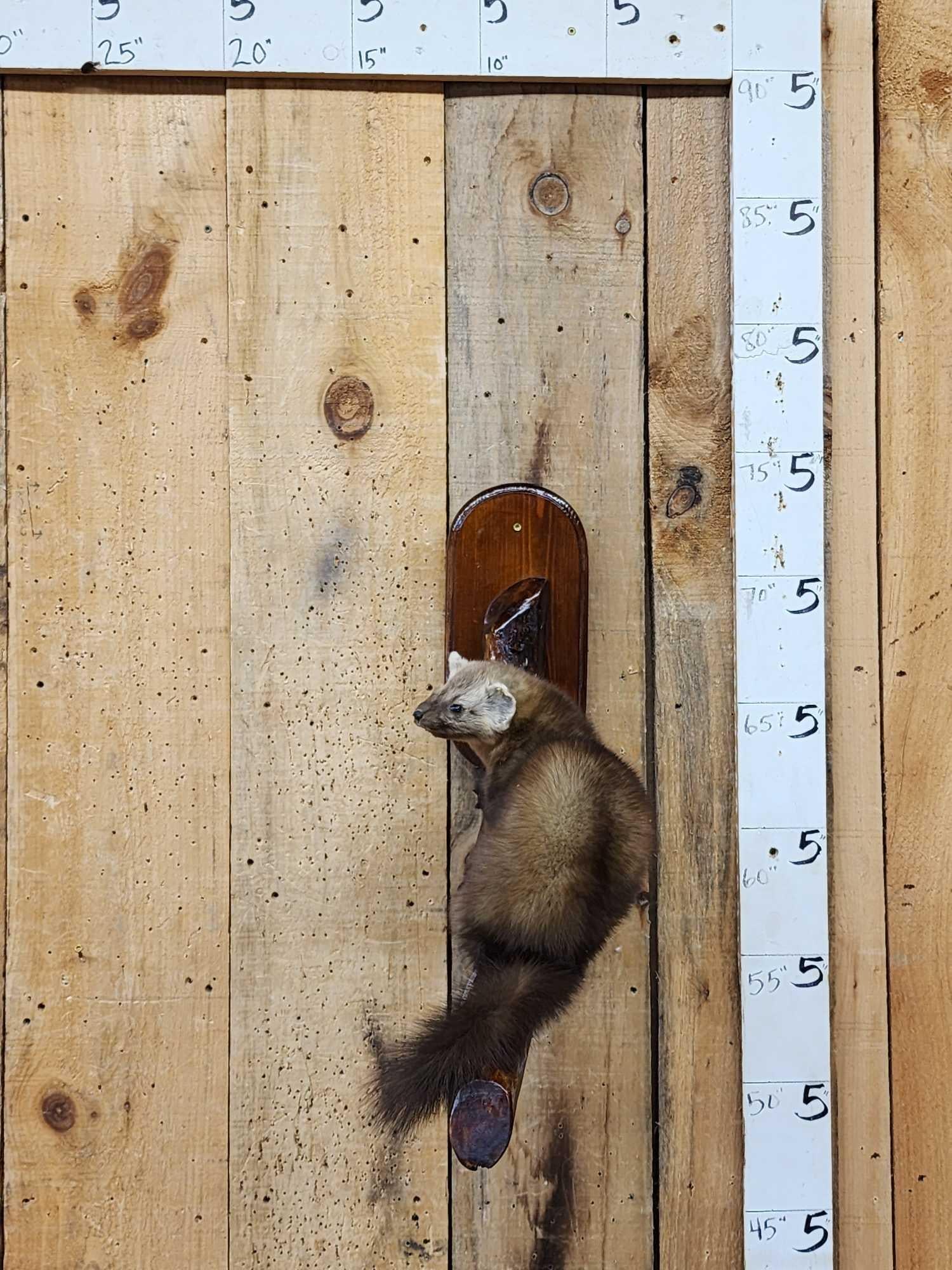 Pine Marten Full Body Taxidermy Mount: 33.127 Nice mount thick prime fur