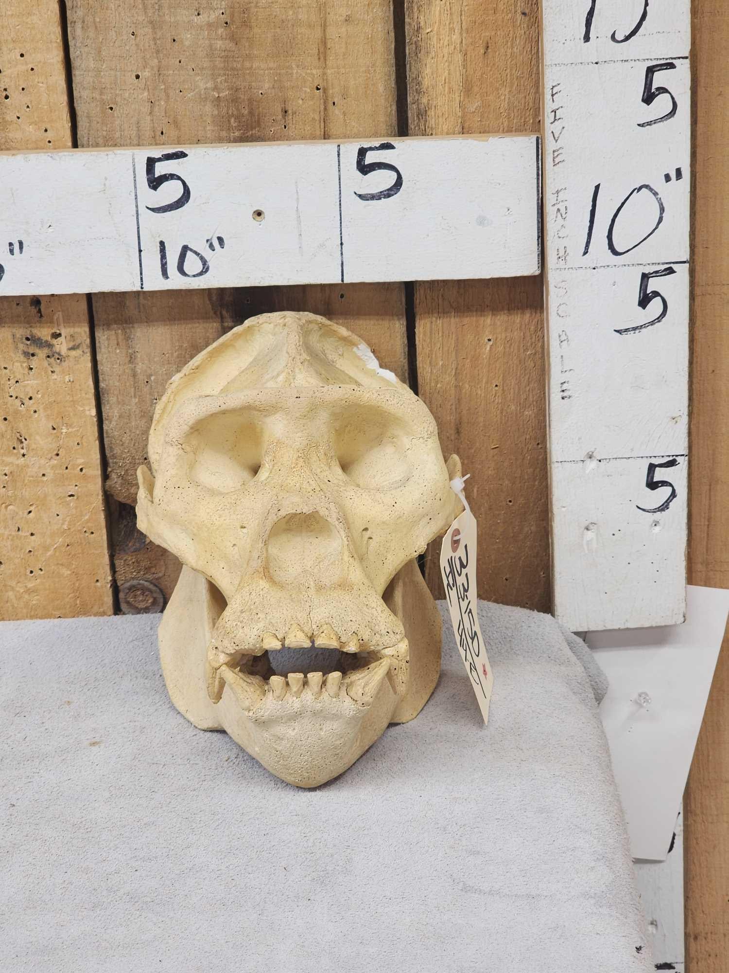 Reproduction Gorilla Skull Taxidermy (1 of 6)