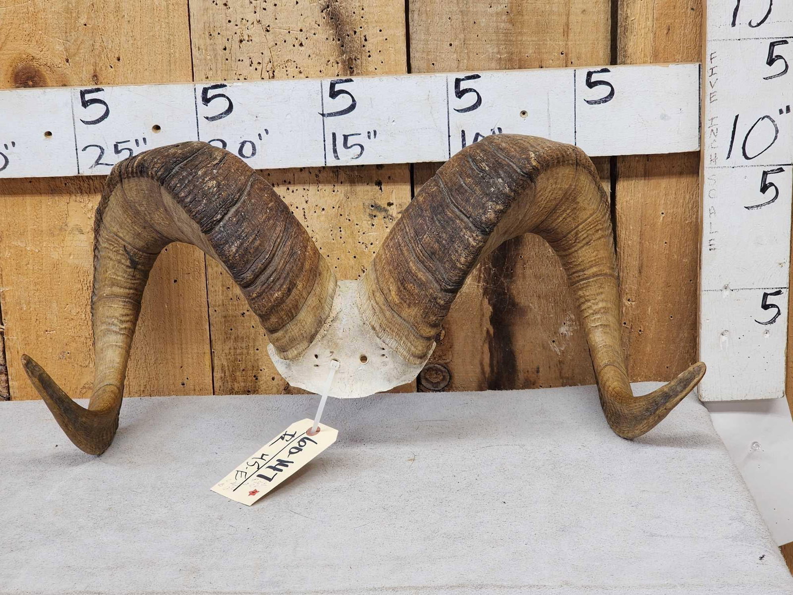 Alaskan Dall Sheep Horns On Skull Plate Taxidermy: 60.147 Awesome color big full curl horns Right horn length about 36 6/8" with a 12 6/8" base Left about 36 1/8" with a 13" base