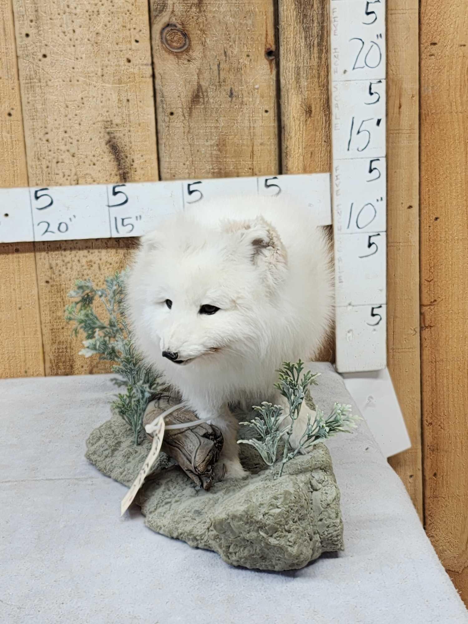 Alaskan Arctic Fox Full Body Taxidermy Mount: 60.117 THICK soft fur great colors on light weight habitat base