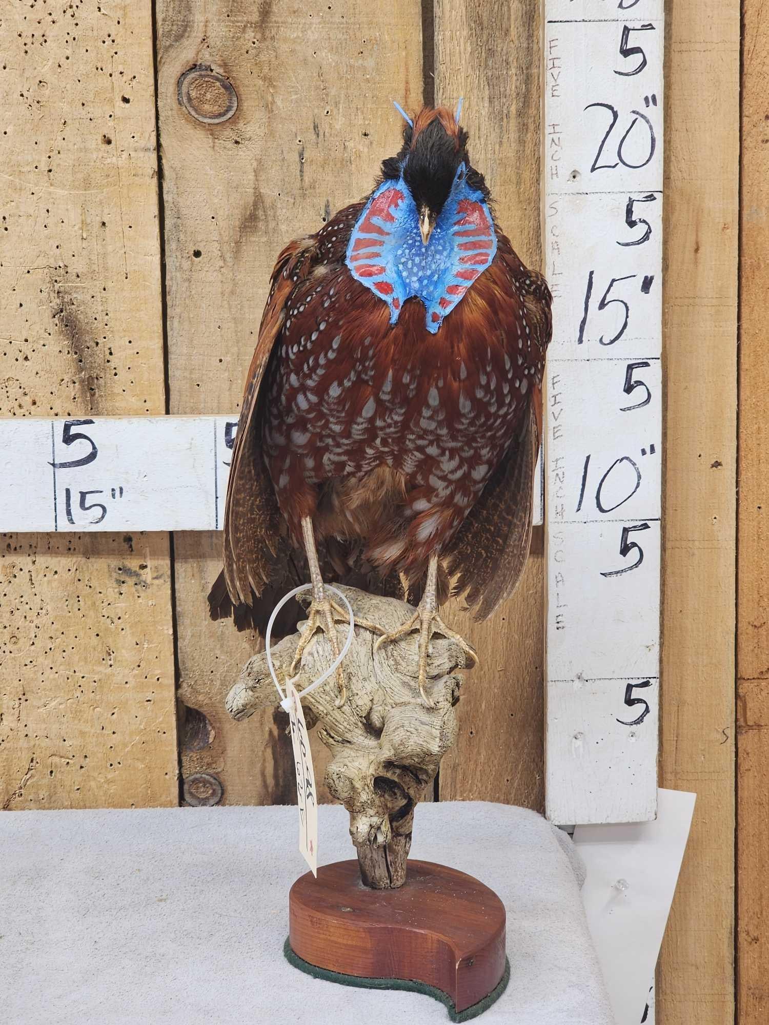Strutting Temminck's Tragopan Pheasant Full Body Bird Taxidermy: 60.89 Loud colors unusual bird great look