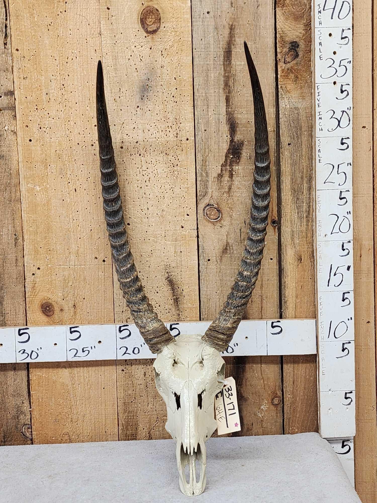 African Waterbuck Skull Taxidermy (1 of 3)