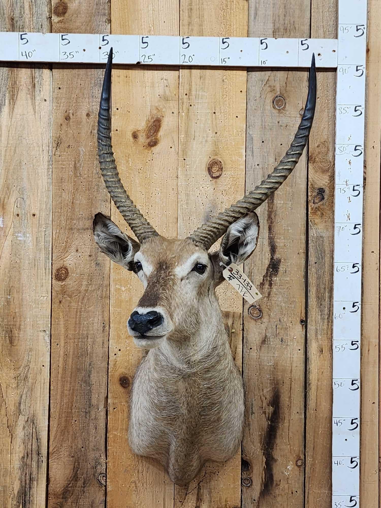 African Waterbuck Shoulder Mount Taxidermy (1 of 4)