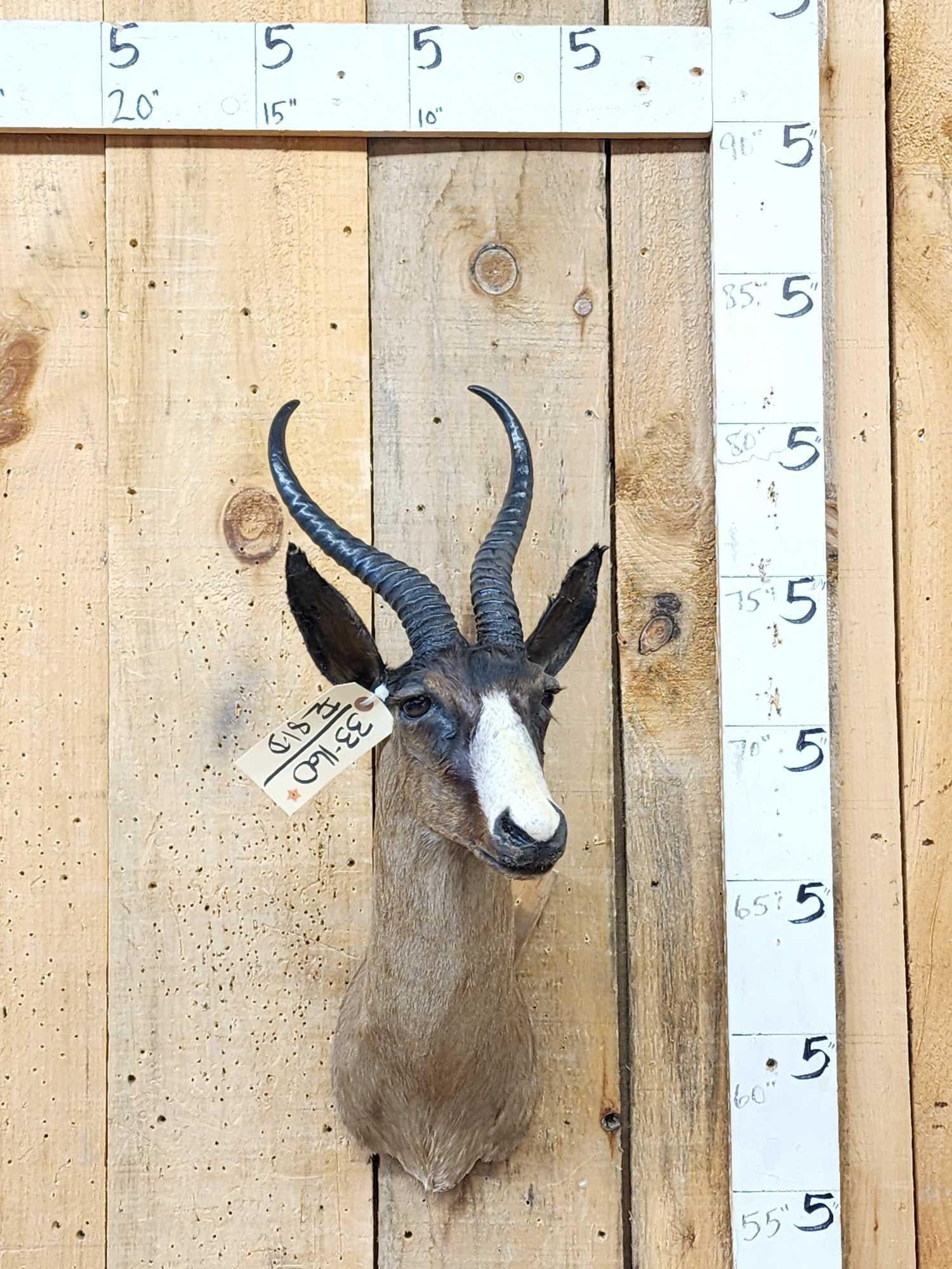 African Chocolate Springbok Shoulder Mount Taxidermy: 33.160 Good color great accent piece for smaller spaces