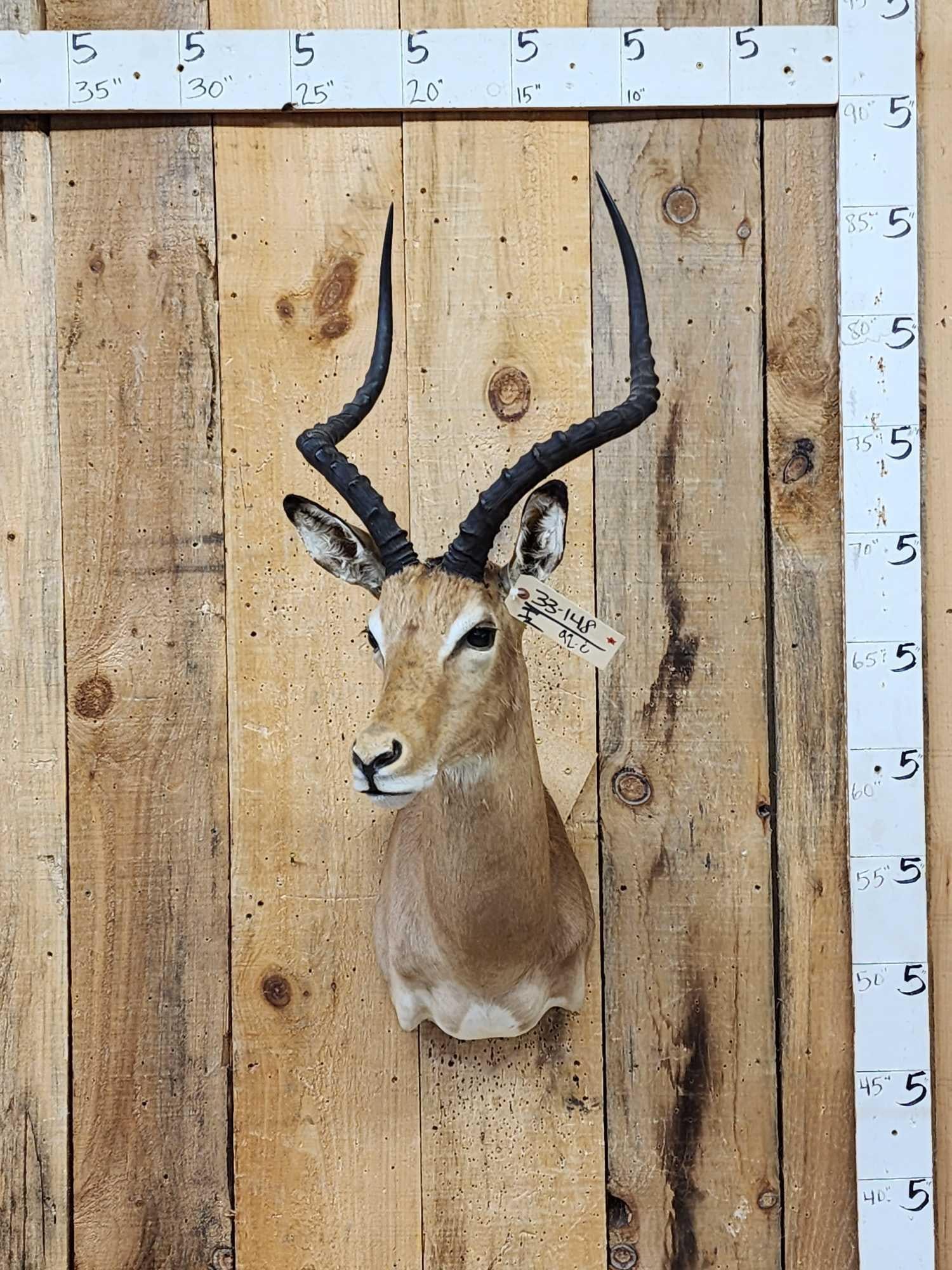 African Impala Shoulder Mount Taxidermy: 33.148 Nice clean mount