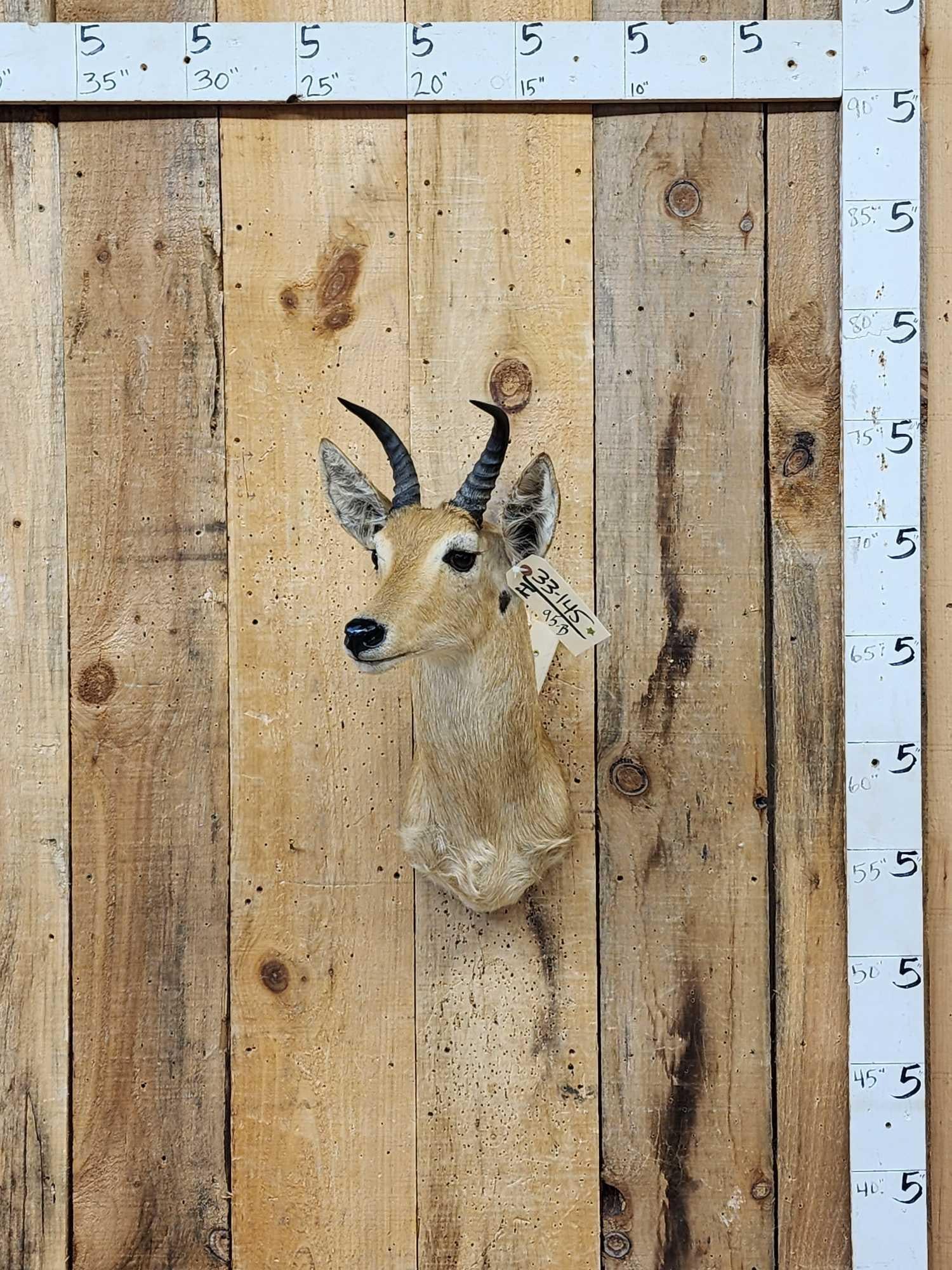 African Reedbuck Shoulder Mount Taxidermy (1 of 4)