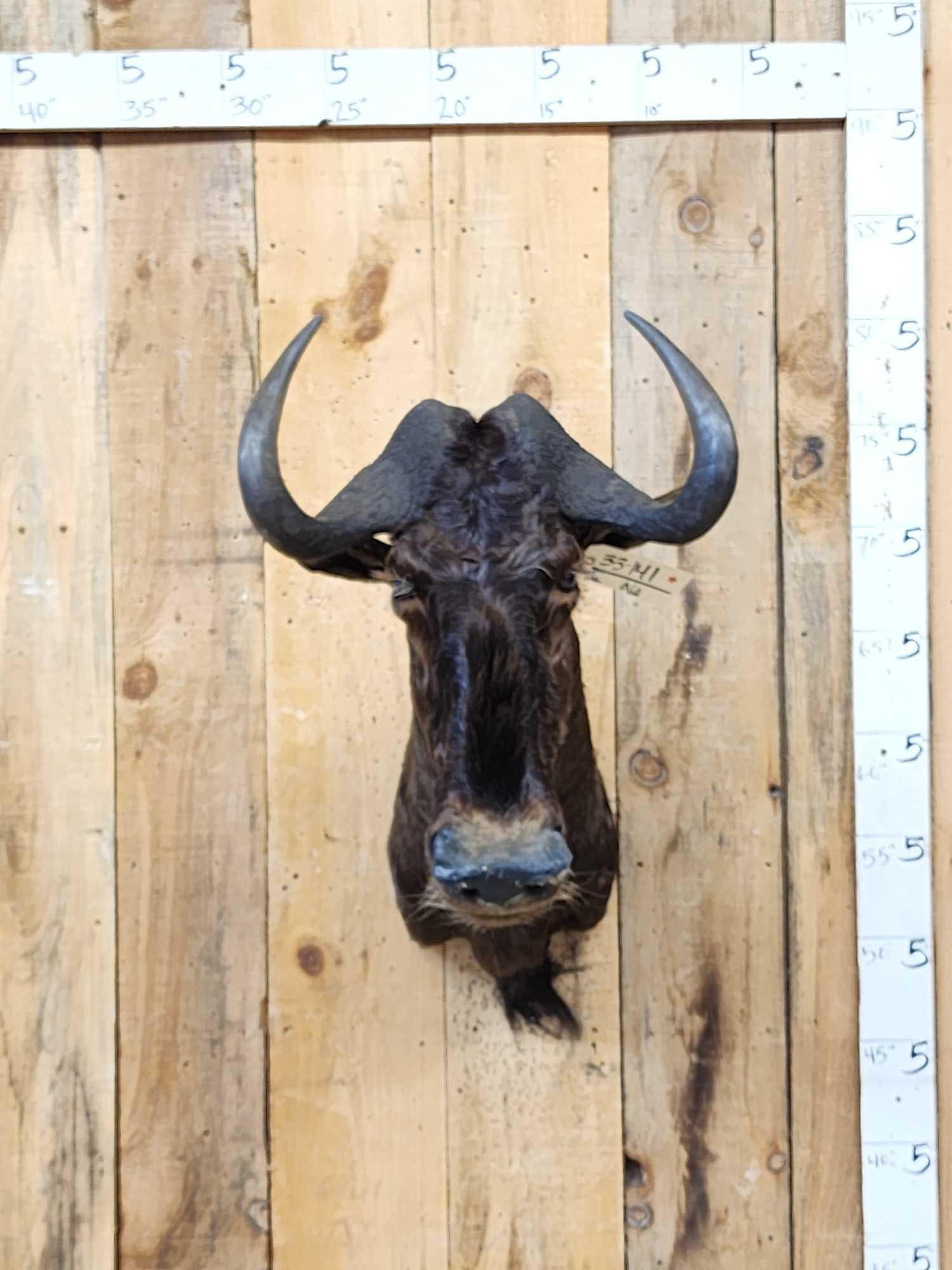 African Black Wildebeest Shoulder Mount Taxidermy: 33.141 Great look