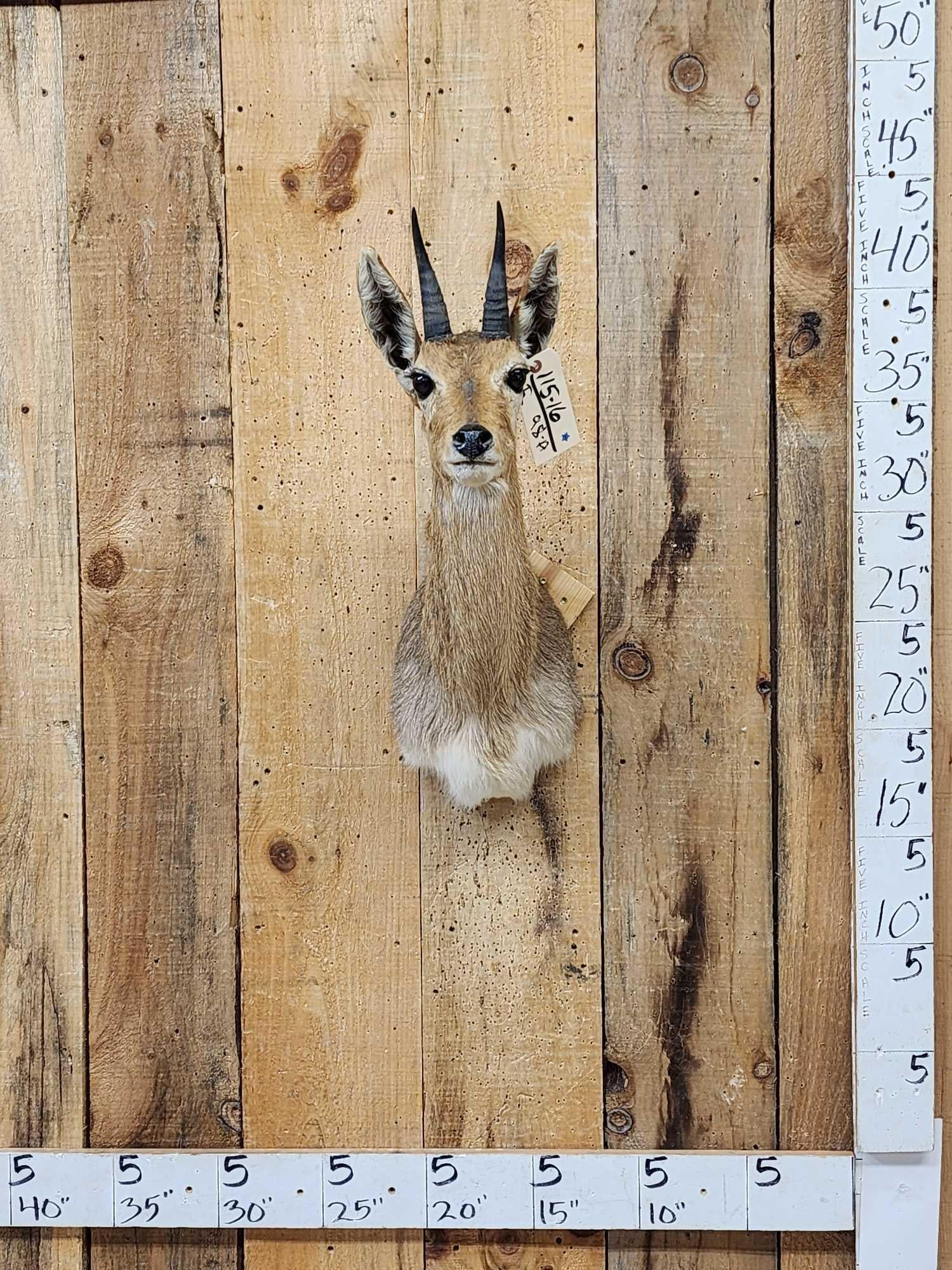 African Mountain Reedbuck Shoulder Mount Taxidermy (1 of 4)