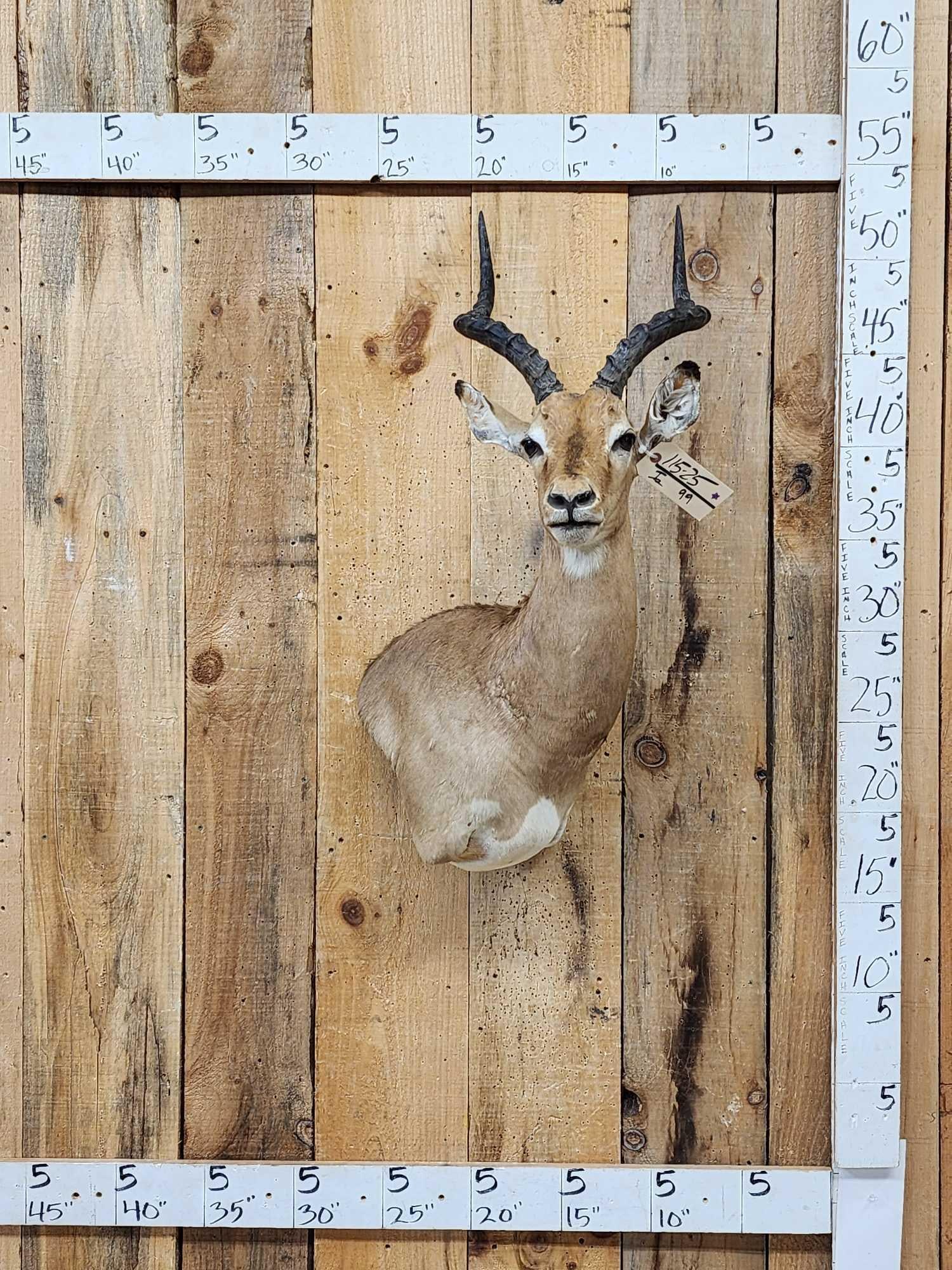 African Impala Wall Pedestal Cutaway Taxidermy Mount: 115.25 Nicely done mount finished back